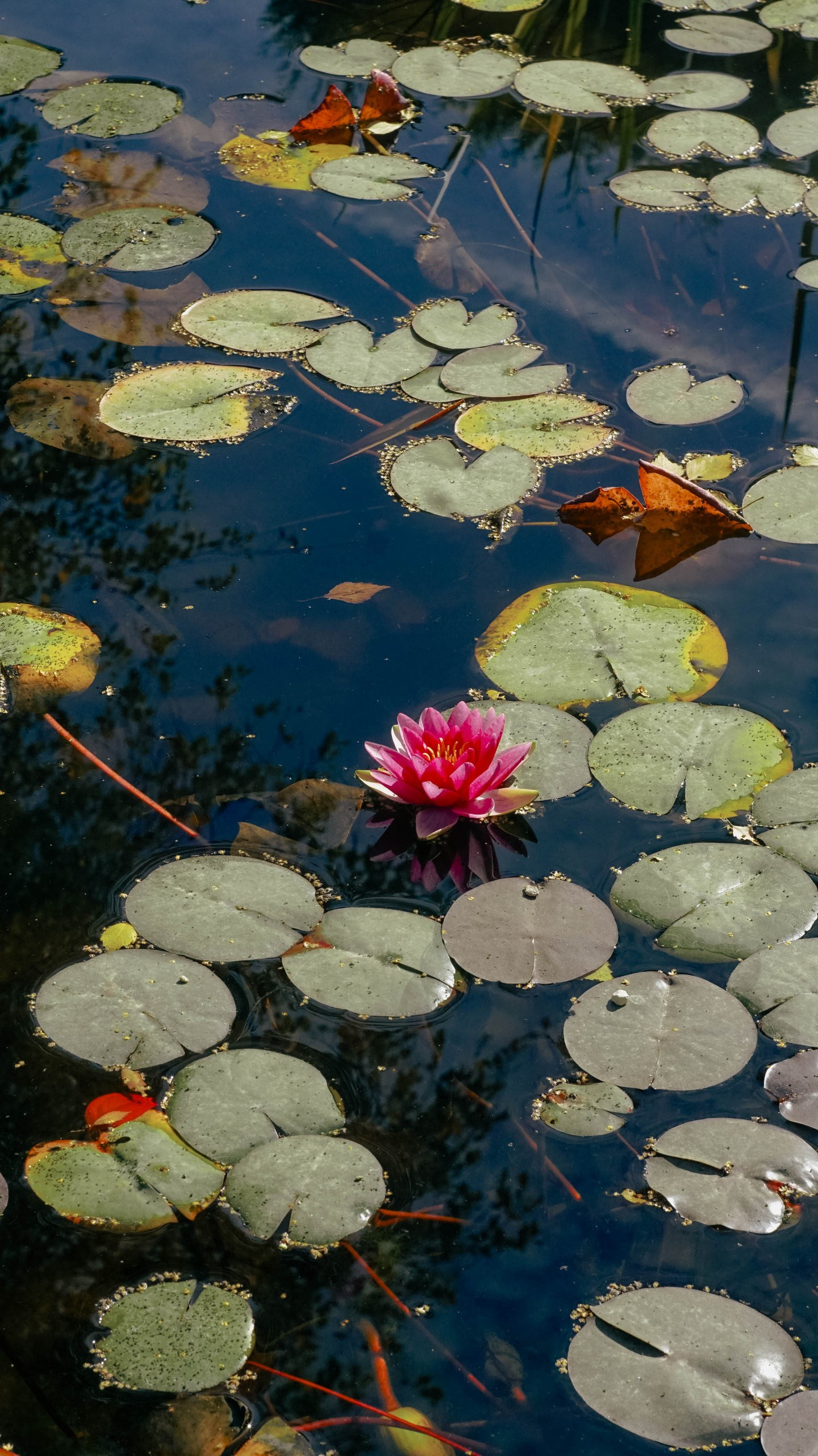Федор Ратчин — фотограф