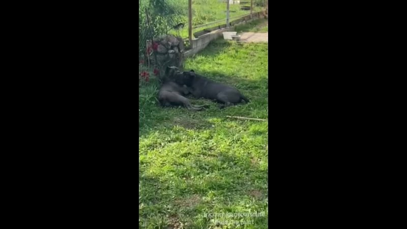 Собаки производители. Кане Корсо Лайф, щенки породы Кане Корсо, г. Москва