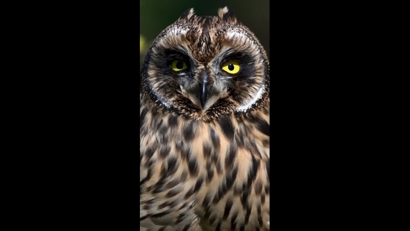 Храбрый совенок | Brave owlet. Фотограф Сергей Пупонин