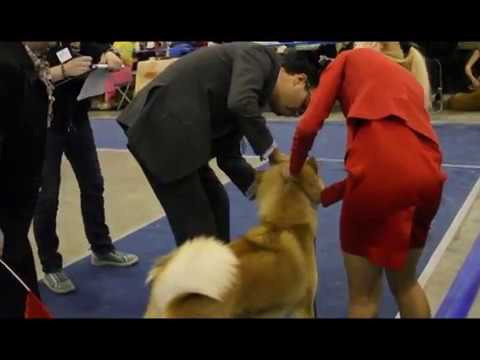 Выставки. Питомник Акита-Ину