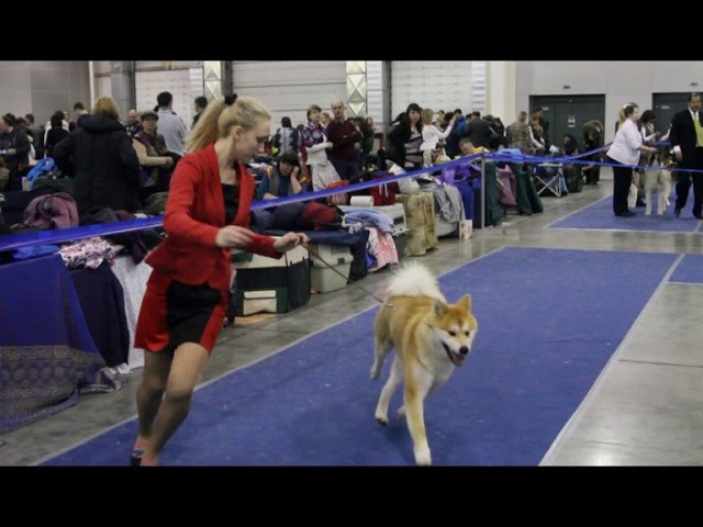 Выставки. Питомник Акита-Ину
