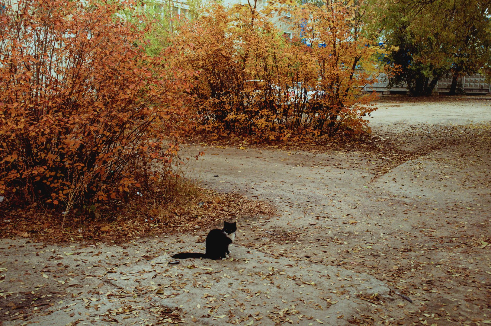 Ruslan Shuvalov (poetographer)