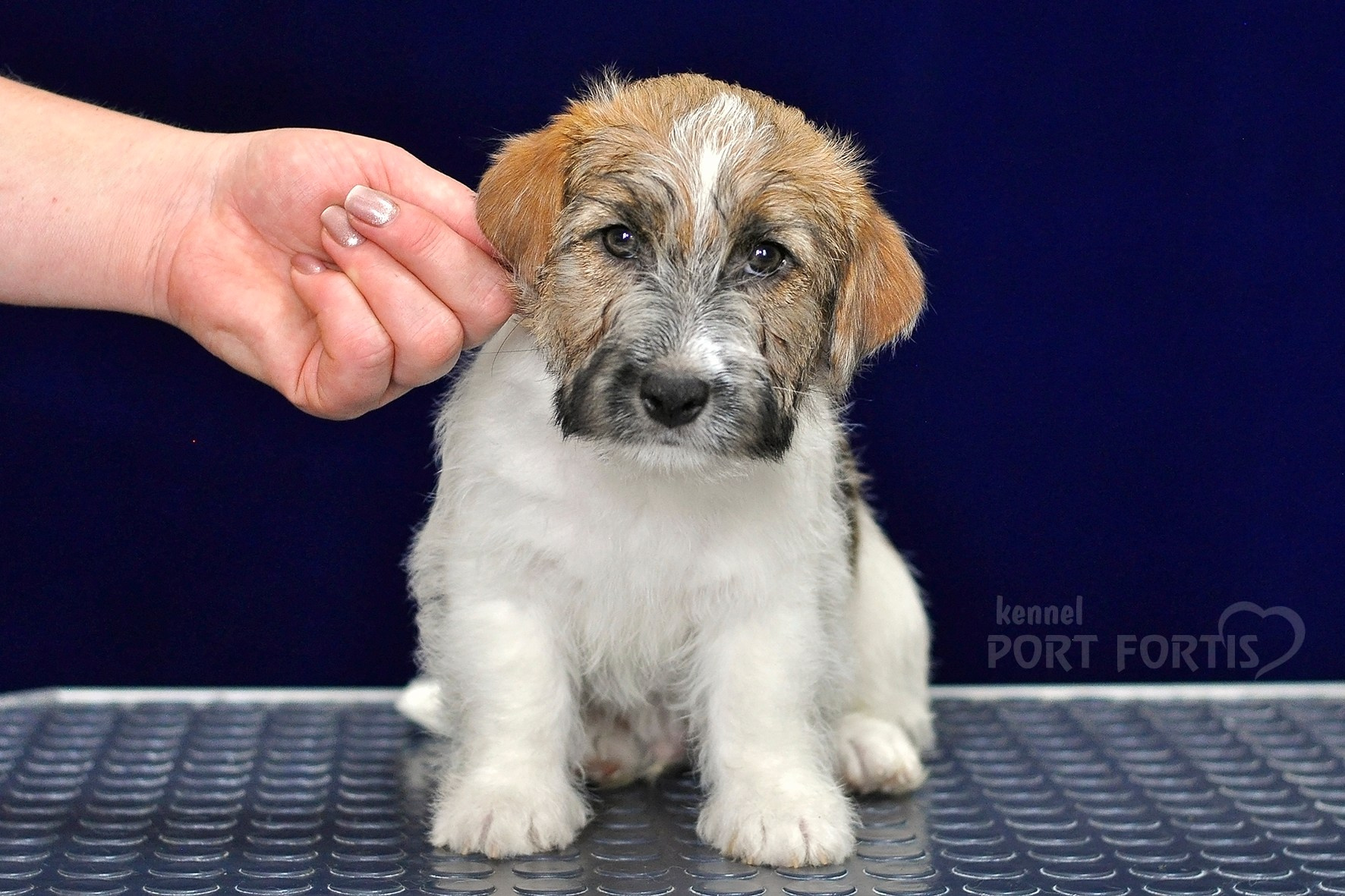 2026 Litter H male 1. Щенки джек рассел терьера, питомник РКФ, питомник джек рассел терьеров, питомник Порт Фортис, kennel PORT FORTIS