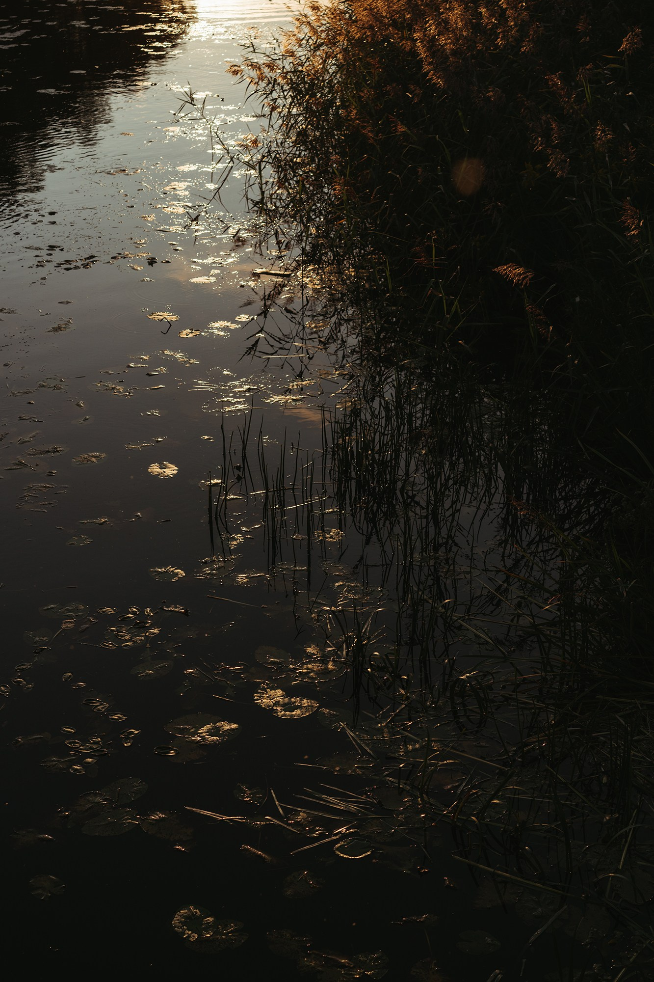 Услуги. ИНфото. Авторские фотографии для интерьеров