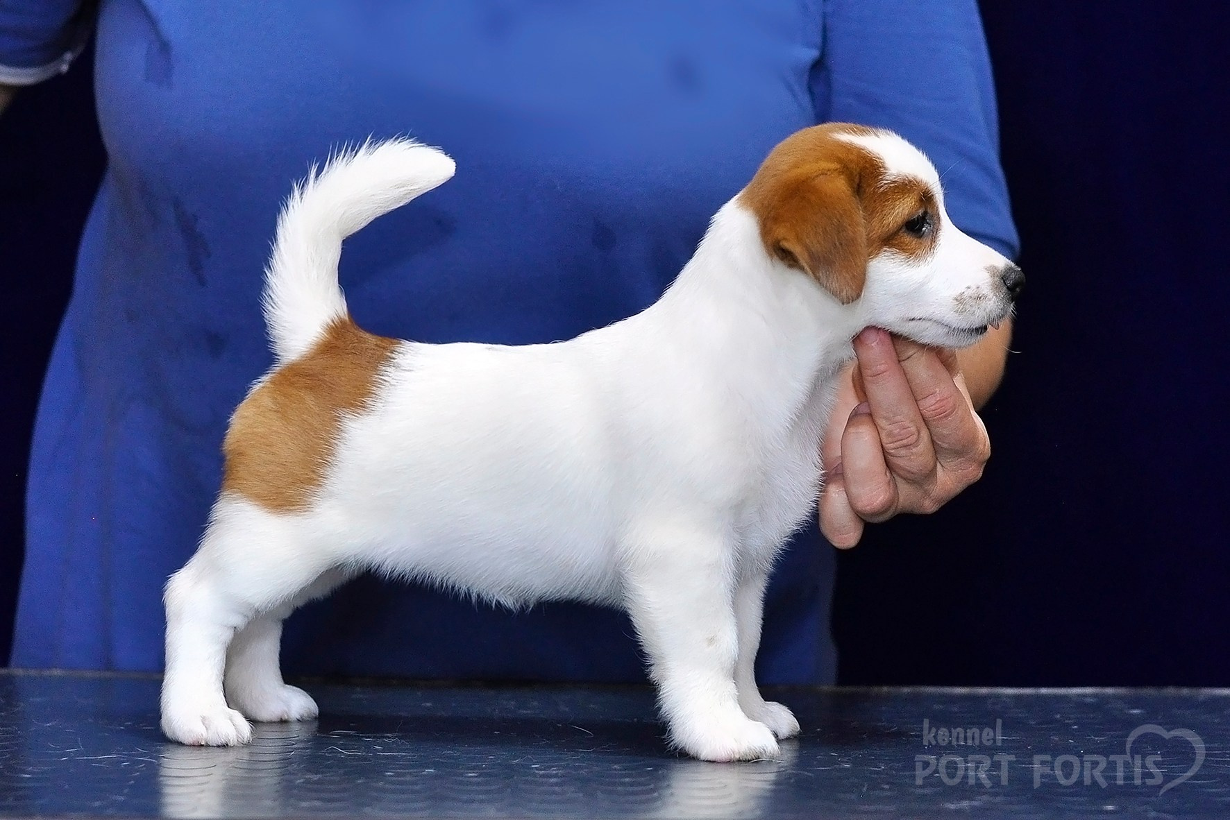 2026 Litter C-K female 2. Щенки джек рассел терьера, питомник РКФ, питомник джек рассел терьеров, питомник Порт Фортис, kennel PORT FORTIS