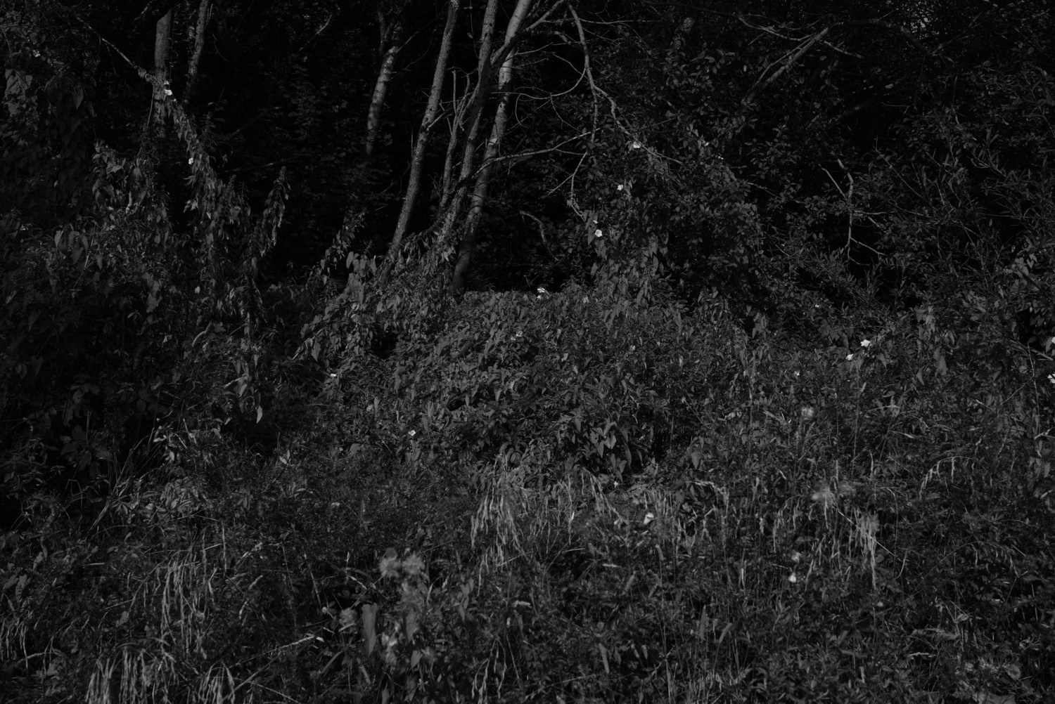 Непокорённая земля. Пылина Ирина — современная фотография