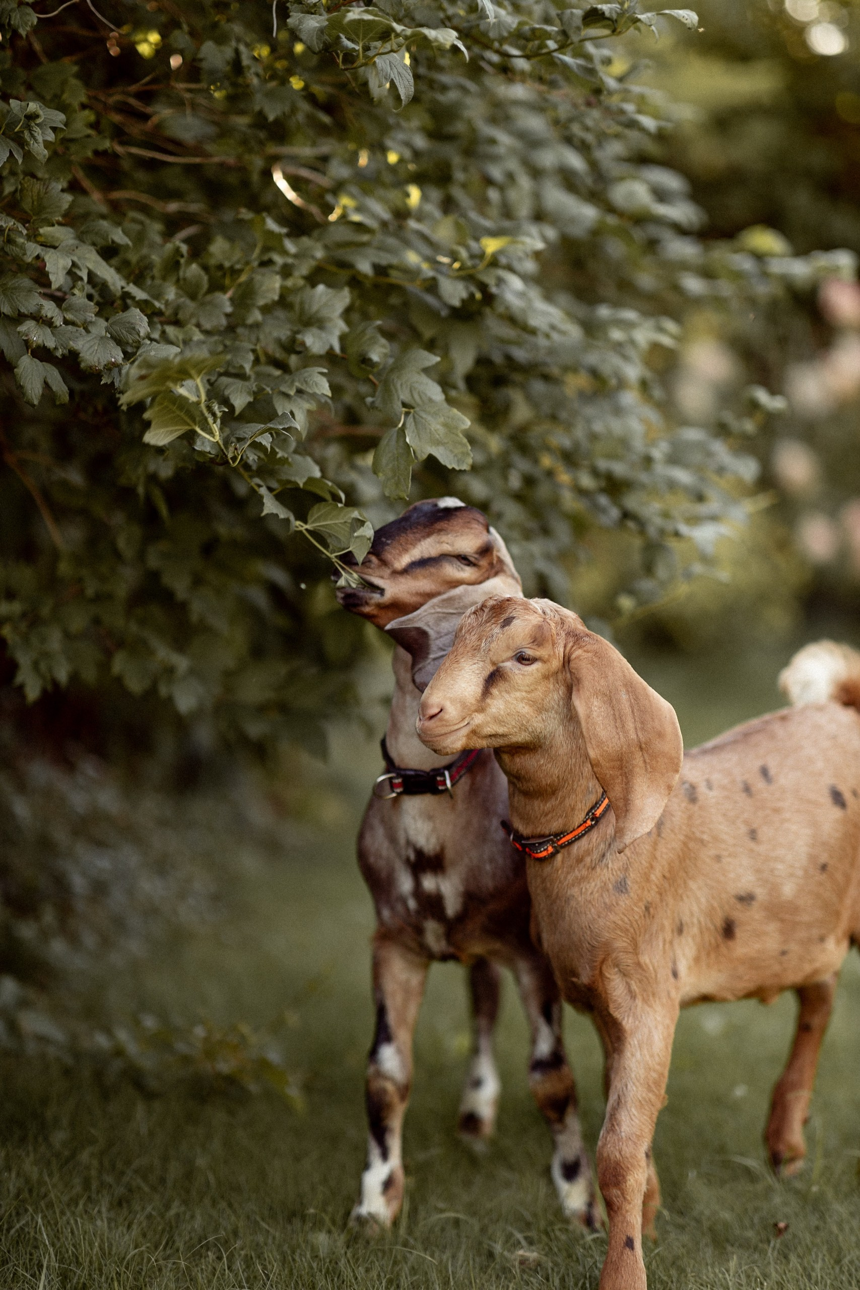 Villa Vera ЖИВОТНЫЕ. Family and children’s photographer |Russia| Anastasia Perepelkina