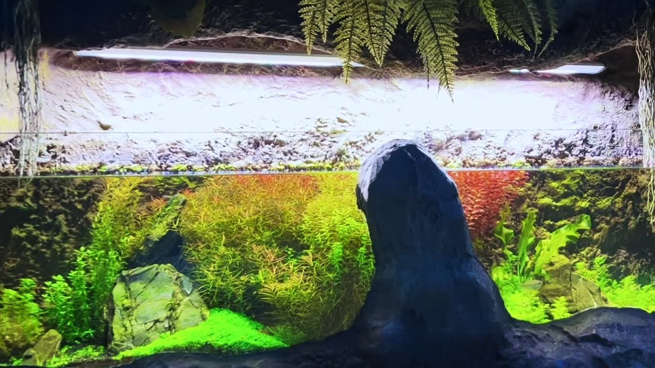 Формы жизни | ADA Галерея Москва. Аквариумист Максим Ерёмин. Aqua Maxim