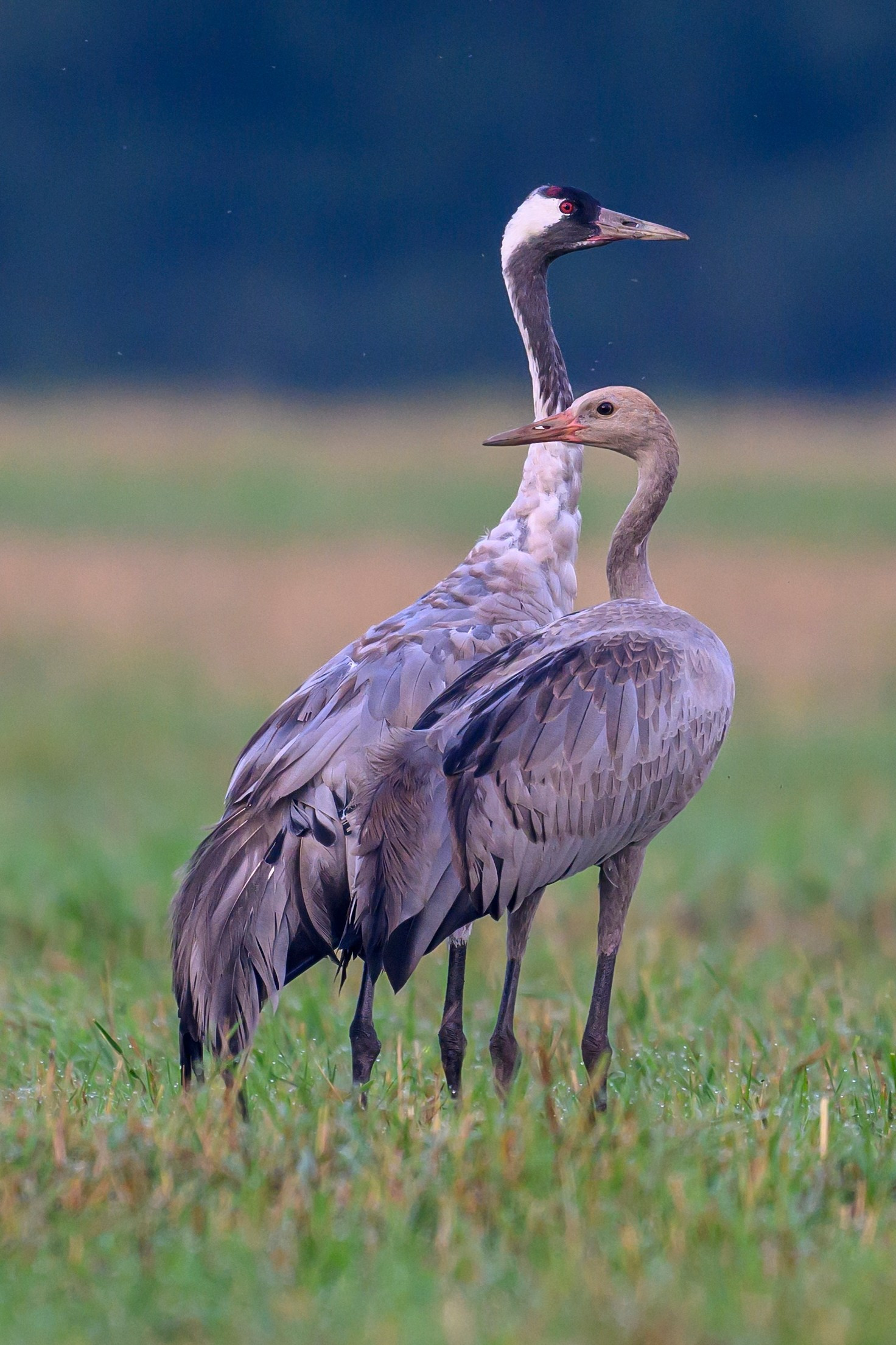 Серый журавль. Фотограф Сергей Пупонин