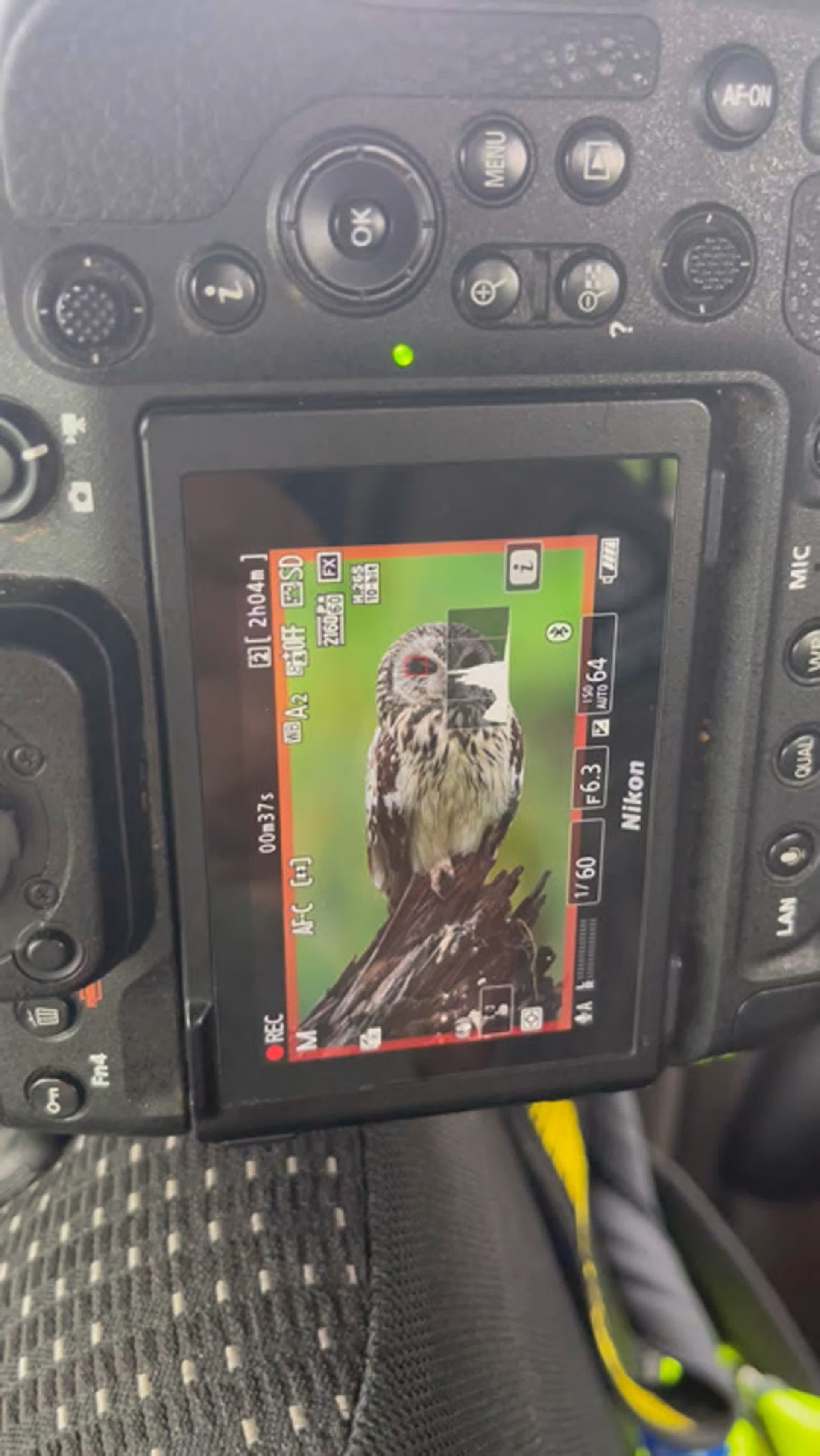 Эмоции совы. The emotions of the Owl. Wildlife photography by Sergey Puponin