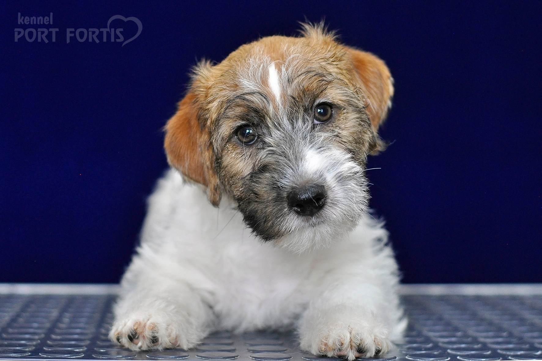 2026 Litter H female 1. Щенки джек рассел терьера, питомник РКФ, питомник джек рассел терьеров, питомник Порт Фортис, kennel PORT FORTIS