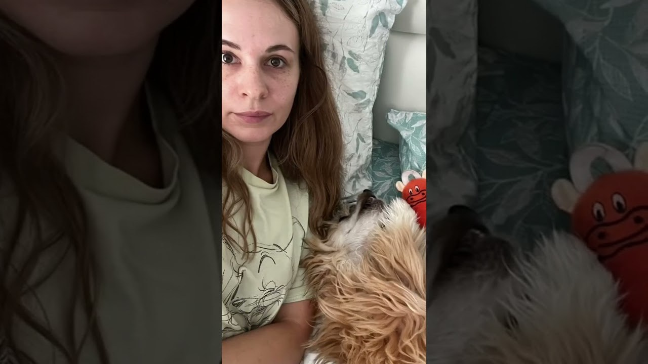 Велес (Poale Ell Veles) — годик!. Питомник китайских хохлатых собак Poale Ell: купить щенка