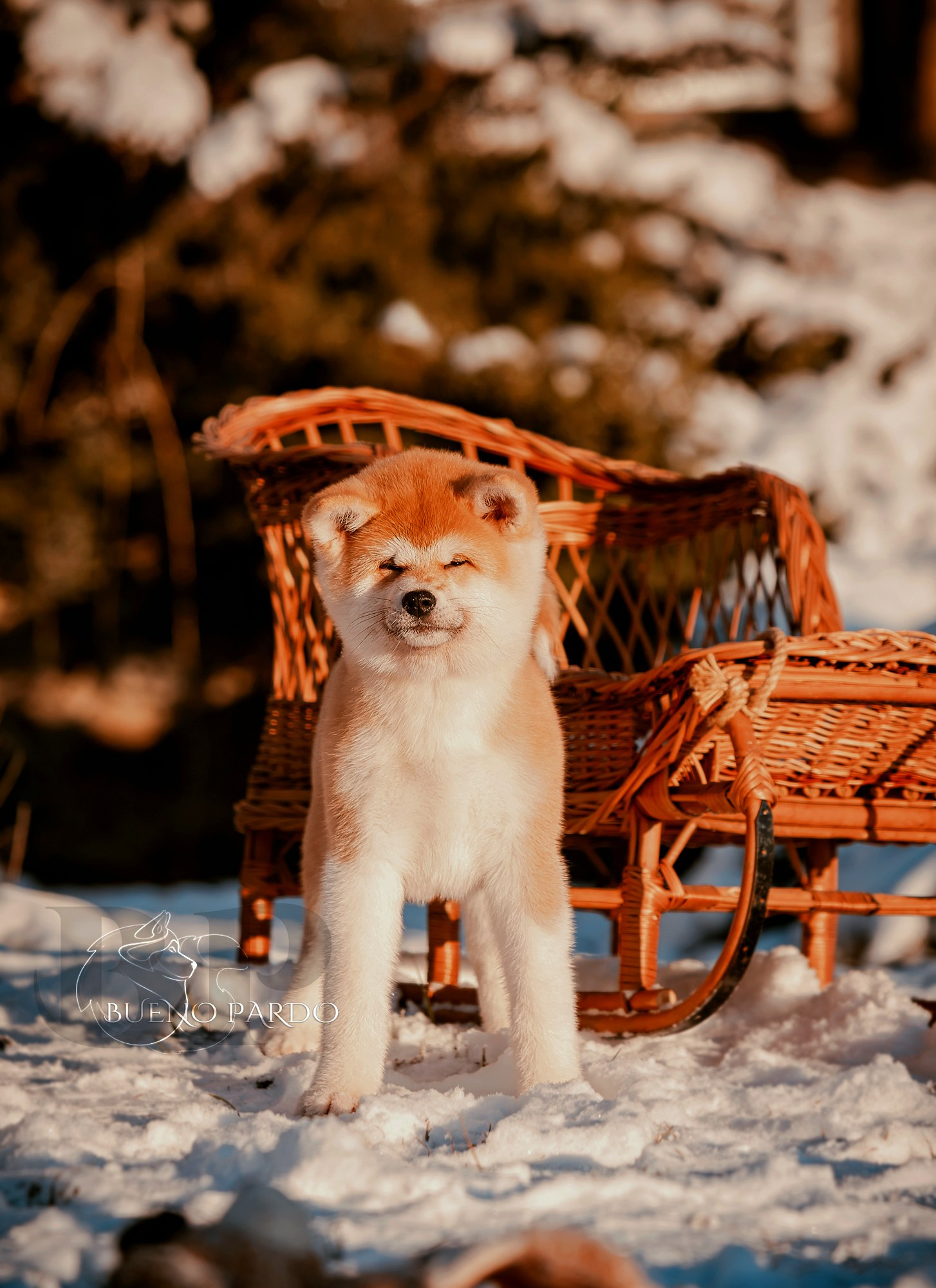 Щенки японской акита ину из питомника. Питомник собак Акита, Хаски, Корги