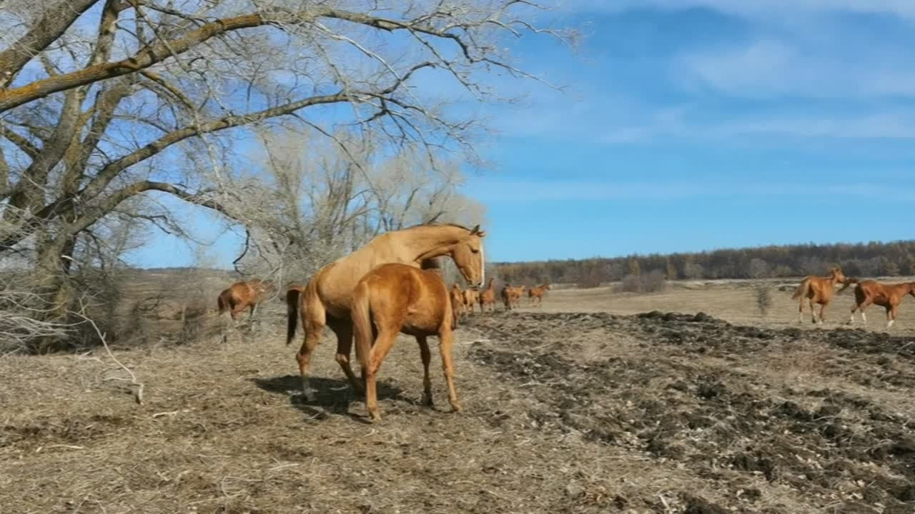 Horse as athlete. Лиана Антонович | Конные стратегии