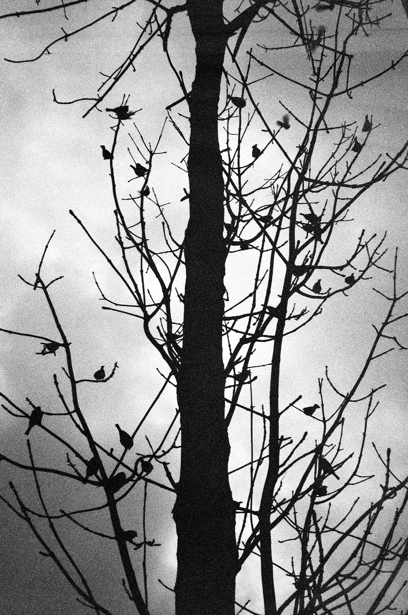 Пьюти-фьют. Игорь Скабелин