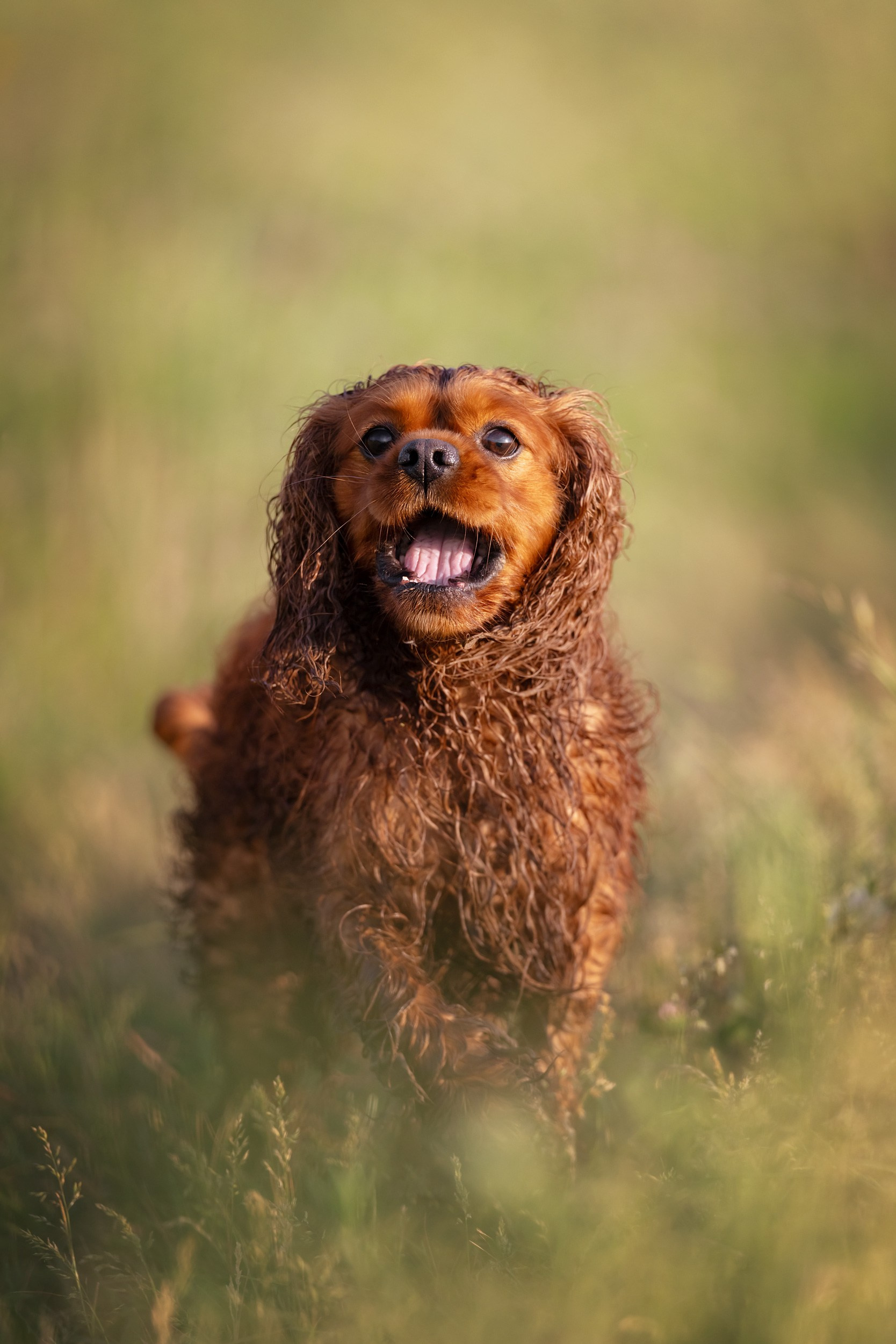 Обо мне. Фотограф анималист в Москве Ольга Агушева