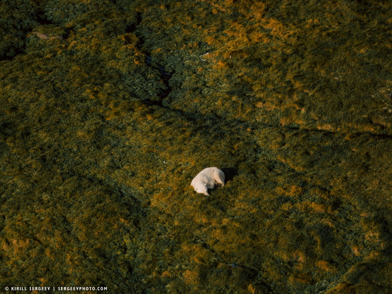 北極奧德賽. 攝影師 基里爾·謝爾蓋耶夫 |莫斯科