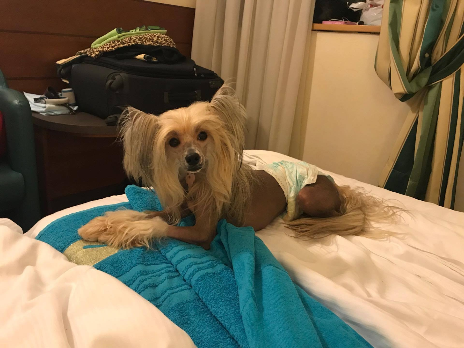 Alfa Laval De lux Supernova. Питомник китайских хохлатых собак Poale Ell: купить щенка в питомнике