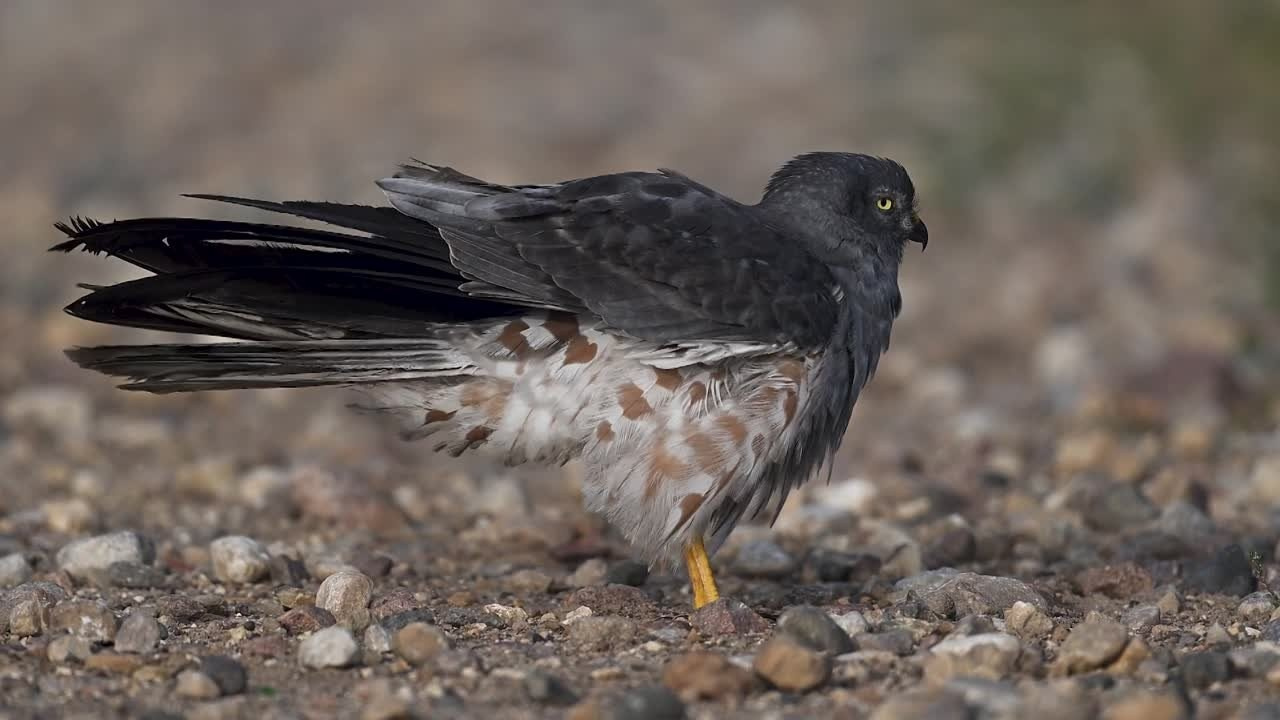 Луговой лунь. Montagu's Harrier. Фотограф Сергей Пупонин