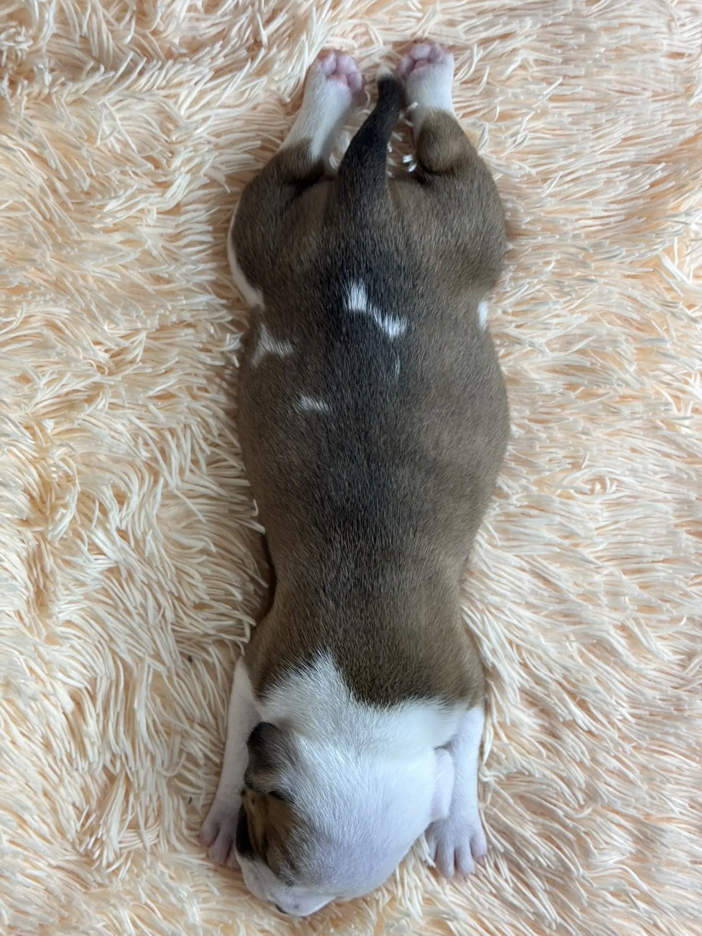 Все свободные щенки. Американский Булли в г. Ростов-на-Дону. Питомник THE POWER OF SIBERIA