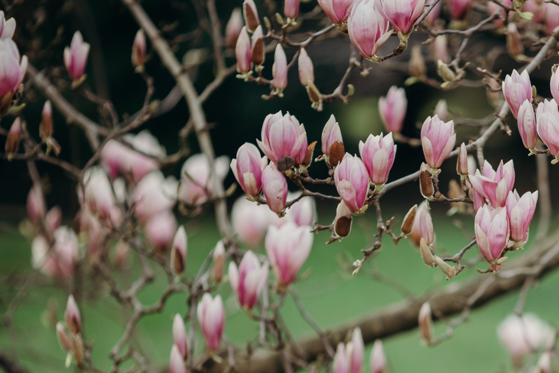 АДЛЕР. Свадебный и семейный фотограф/видеограф в Краснодаре Наталья Осинская
