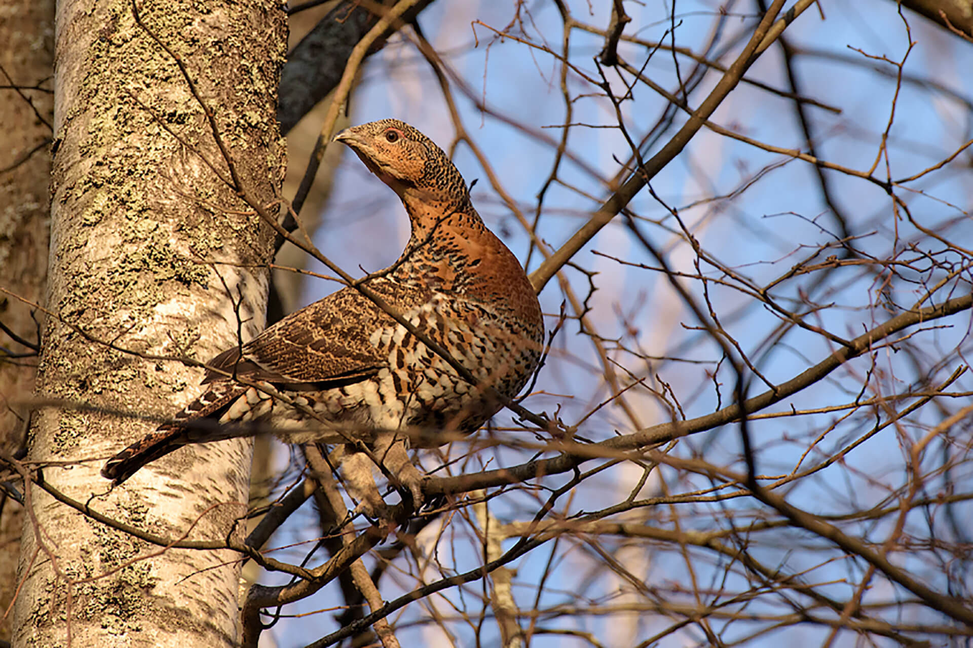 фототуры, фототур, экспедиция, животные, приключение, путешествие, поездка, глухарь, туры выходного дня, туры по России, фототуры по России, дикая природа