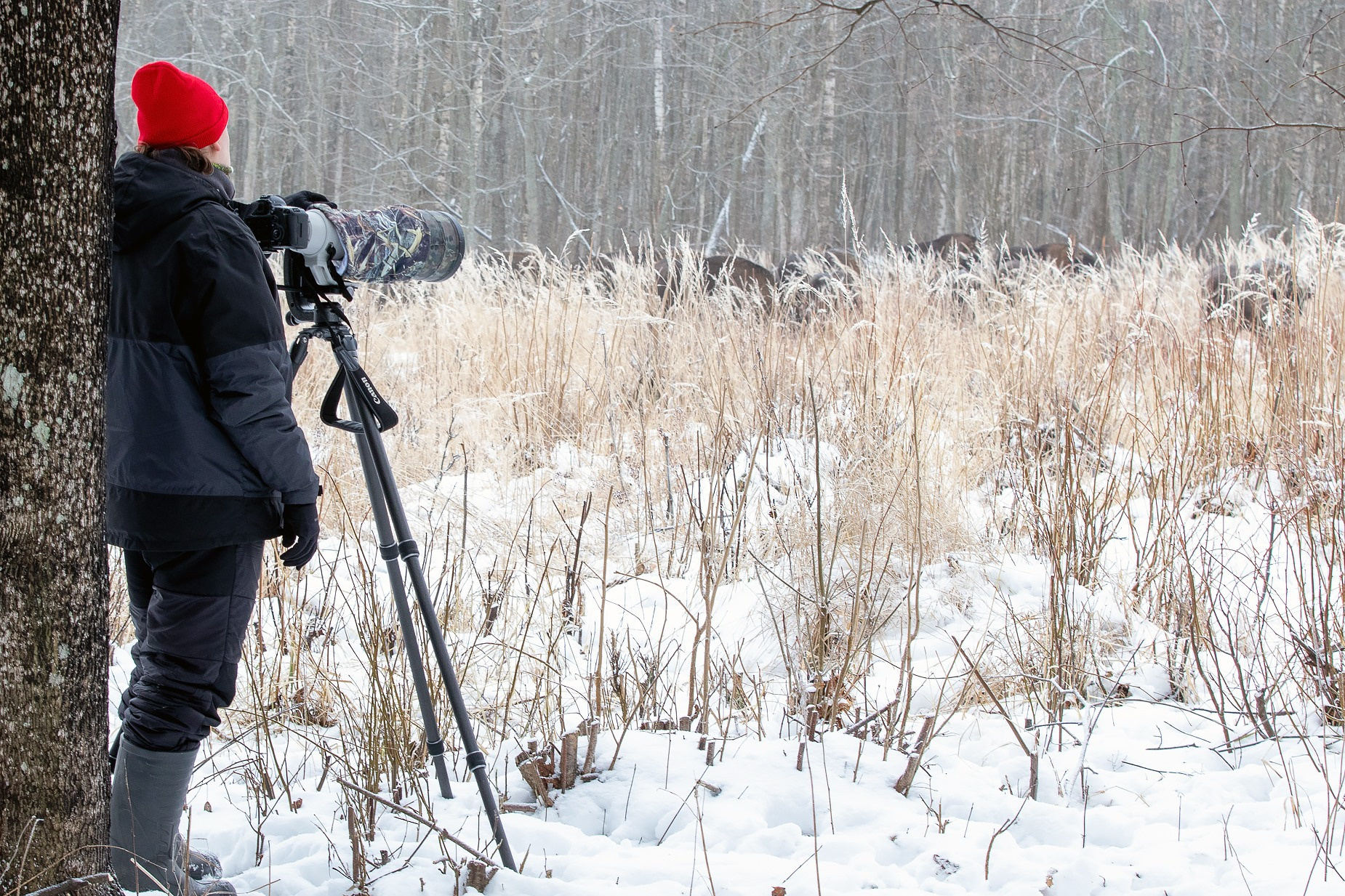 фототуры, фототур, экспедиция, животные, приключение, путешествие, поездка, туры выходного дня, туры по России, фототуры по России, дикая природа, зубры, Калужские засеки
