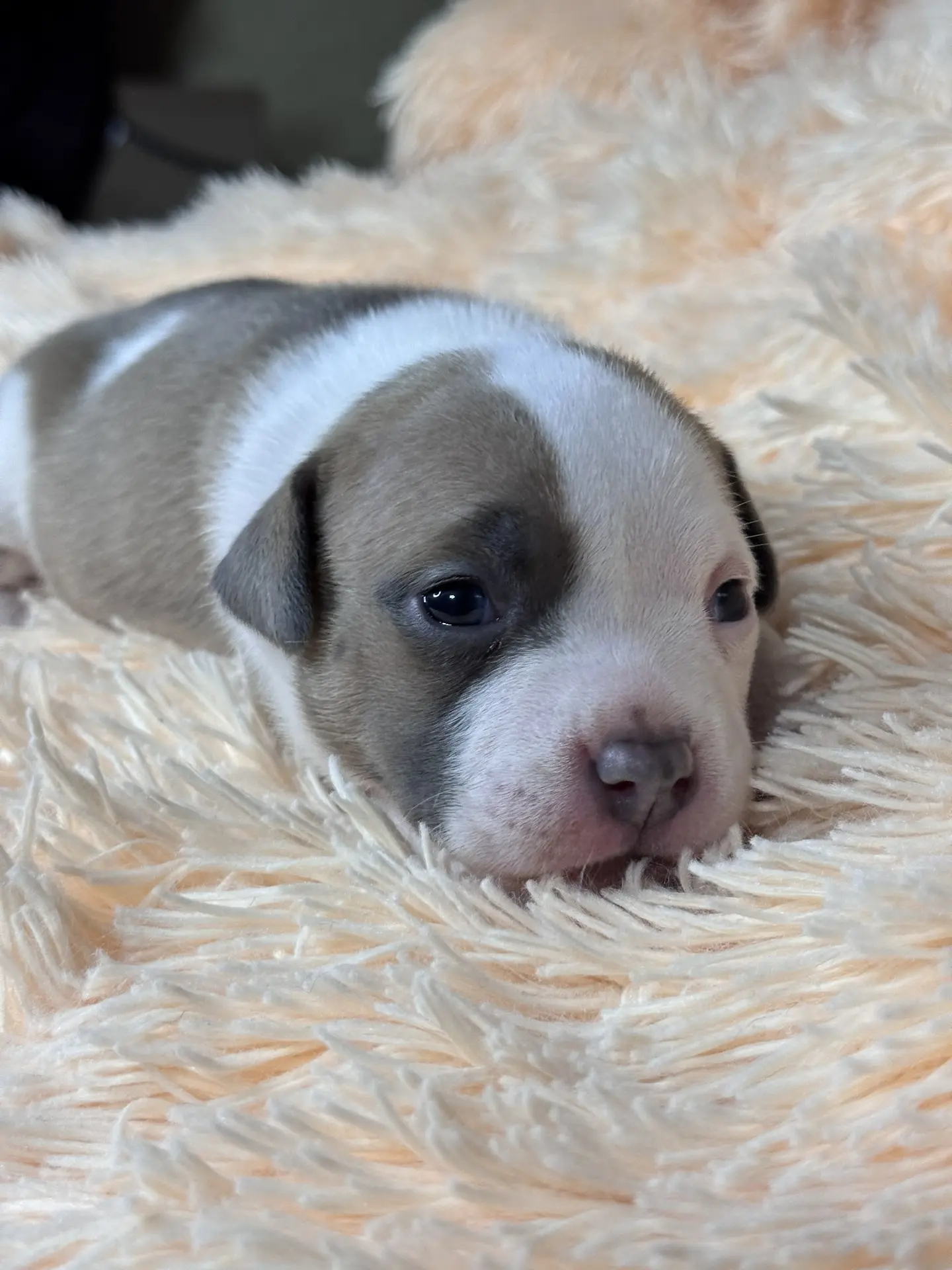 Все свободные щенки. Американский Булли в г. Ростов-на-Дону. Питомник THE POWER OF SIBERIA