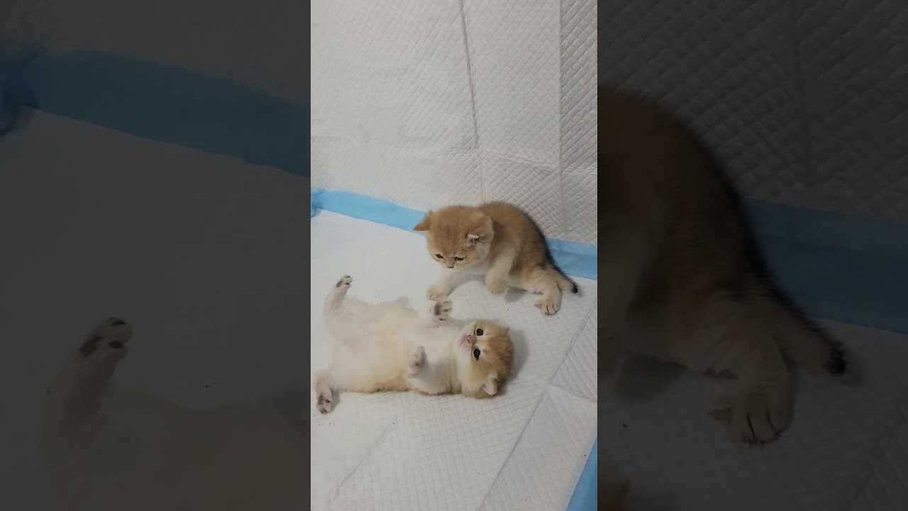 About us. British shorhair Cats