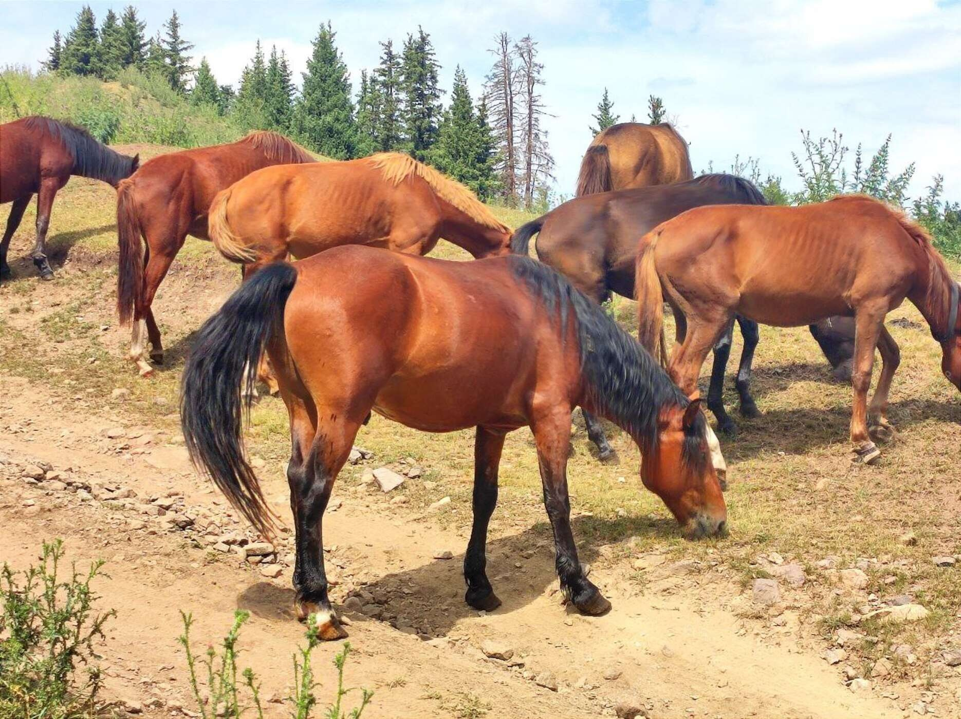 Melon Travel в Алматы: экскурсии и джип туры в Чарынский каньон, озера Каинды, Кольсай, Иссык, национальный парк Алтын Эмель