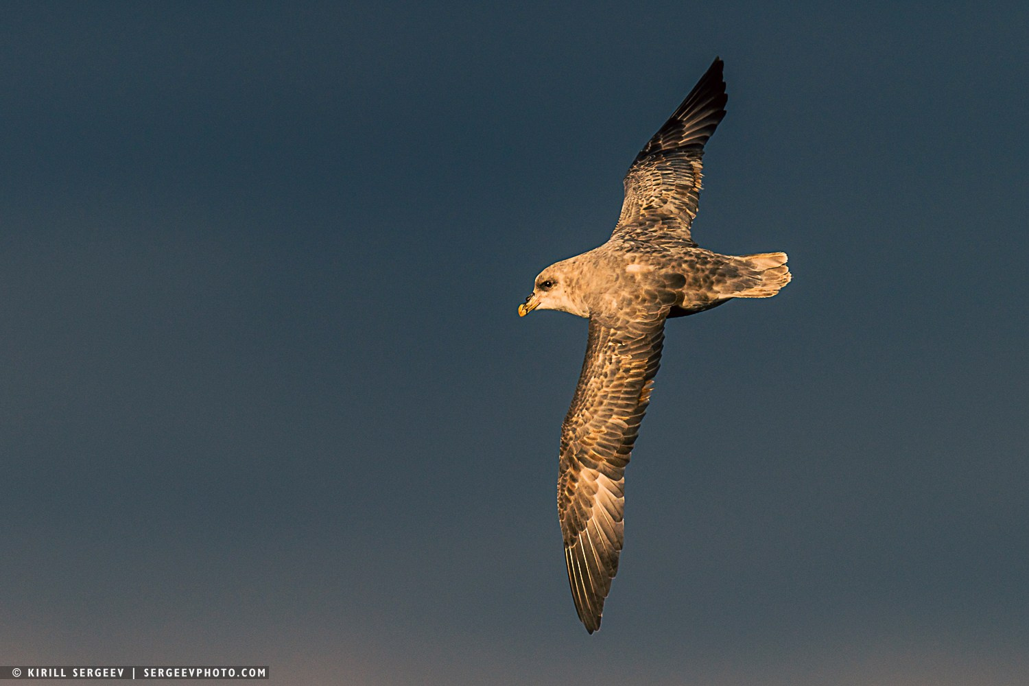 Арктическая одиссея. Фотограф Кирилл Сергеев | Москва