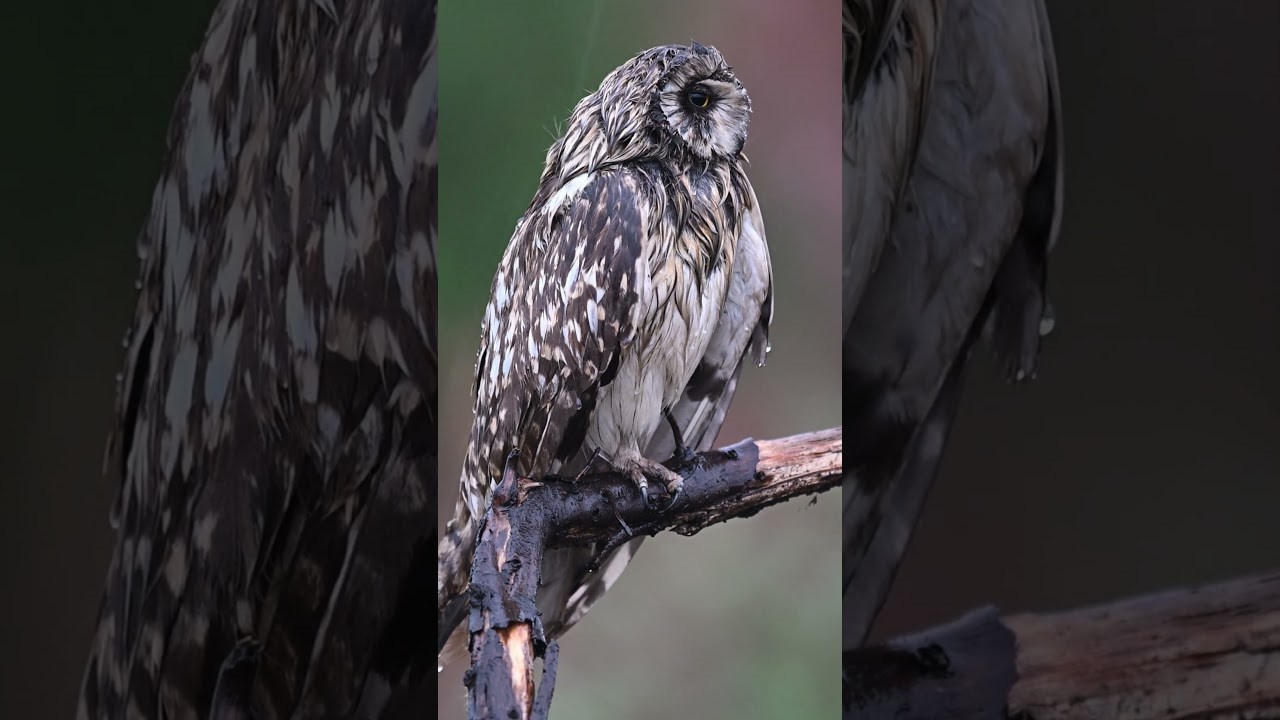 Совам не нравится дождь. Owls don't like rain. Фотограф Сергей Пупонин