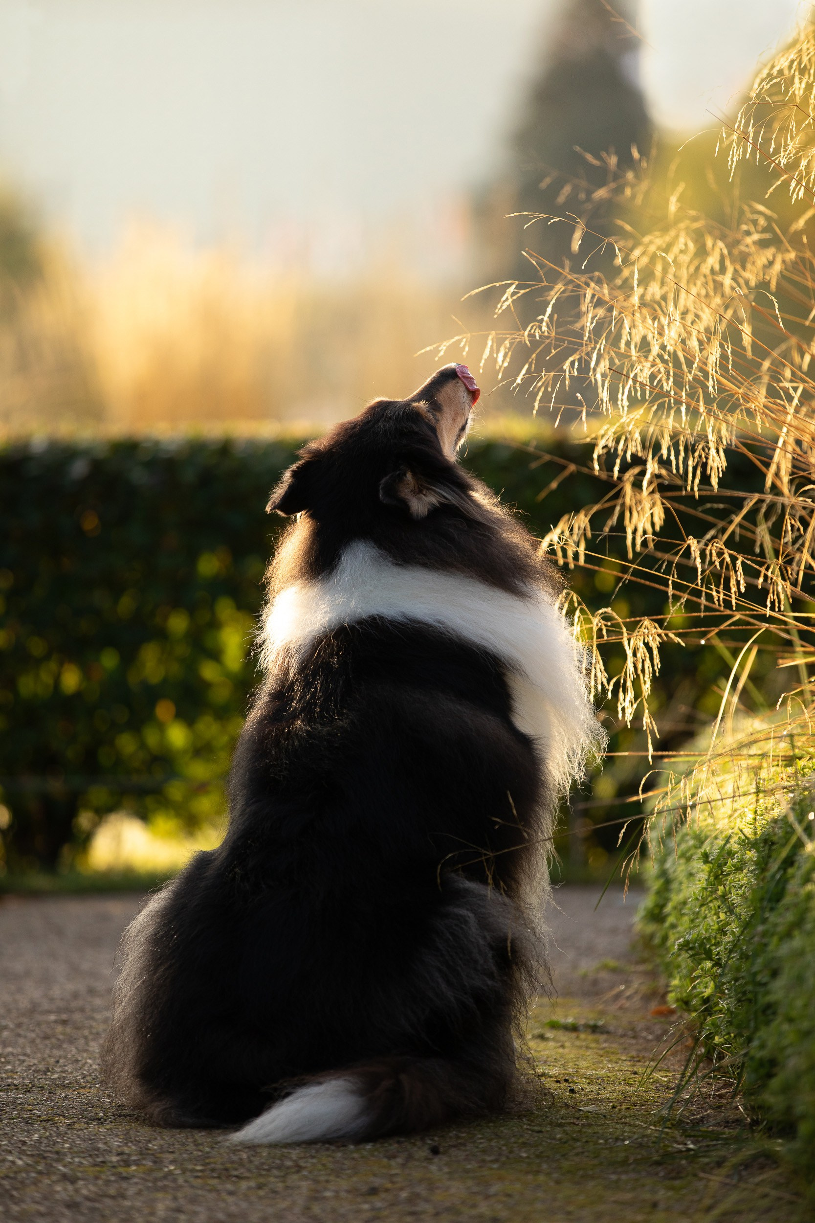 Онлайн-курс по съемке собак. Фотограф Анастасия Ветковская, Москва