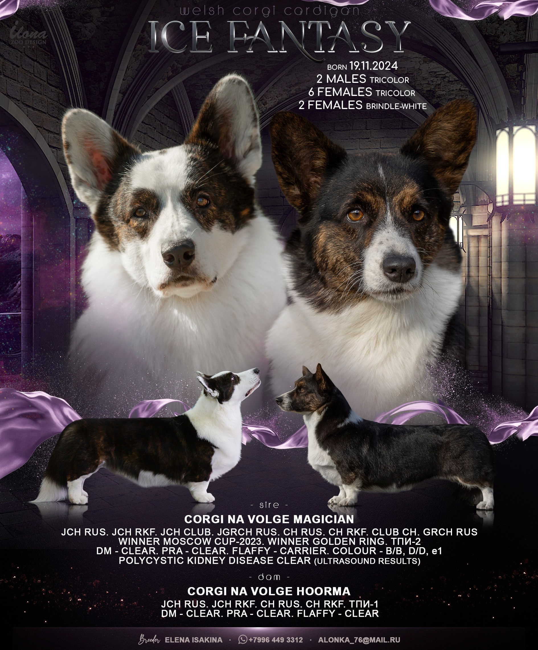 Щенки вельш корги кардиган «К»: Барри и Ника (Кострома). Ice Fantasy kennel: professional breeding of Siberian huskies and wels