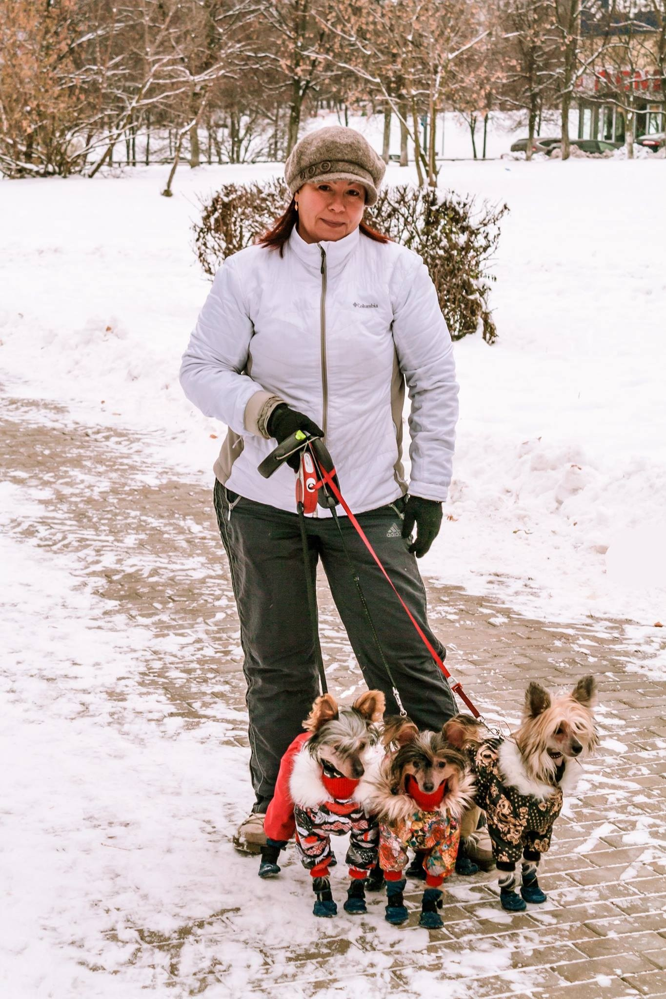 Alfa Laval De lux Supernova. Питомник китайских хохлатых собак Poale Ell: купить щенка в питомнике