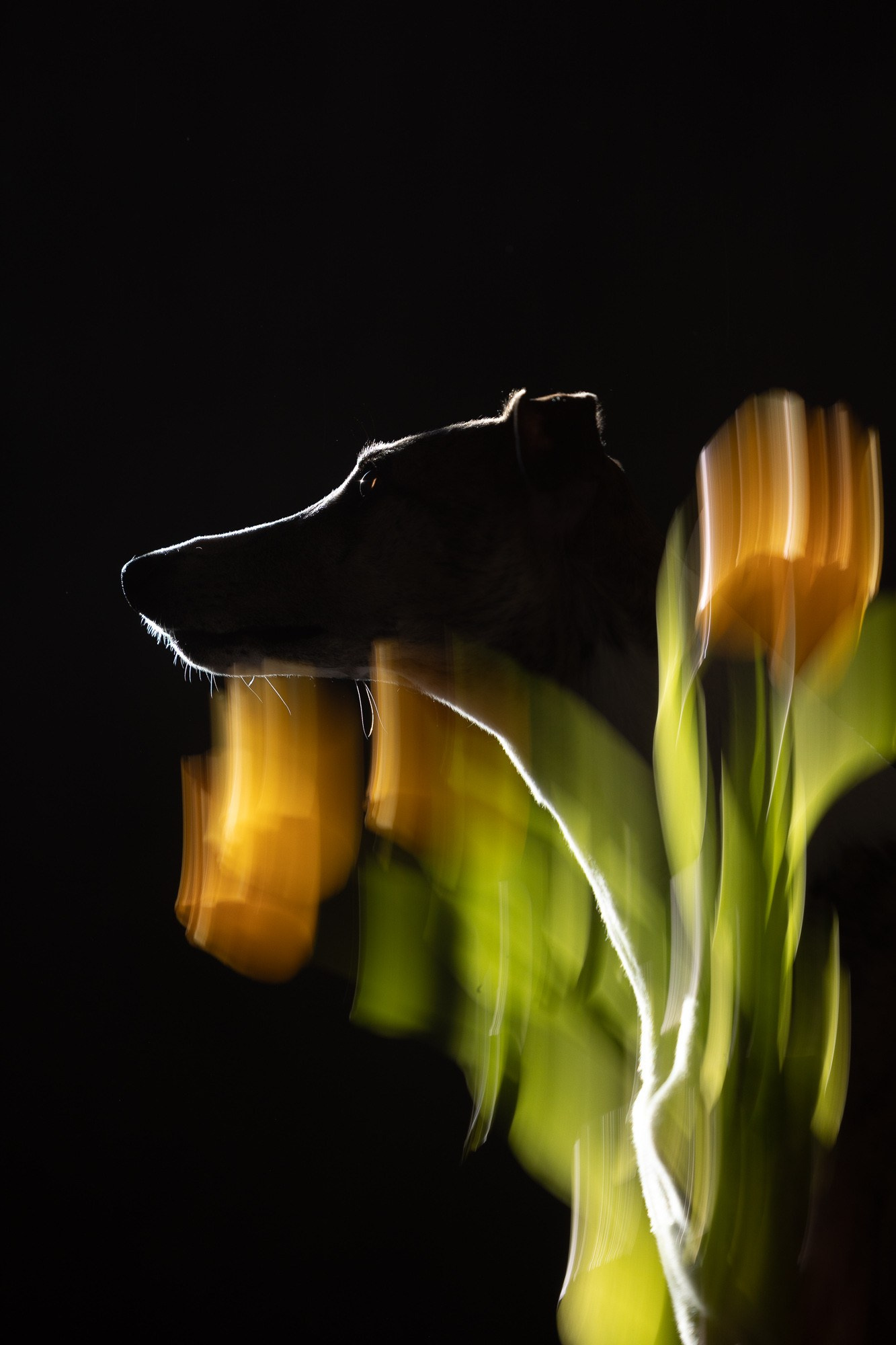 Онлайн-курс по съемке собак. Фотограф Анастасия Ветковская, Москва