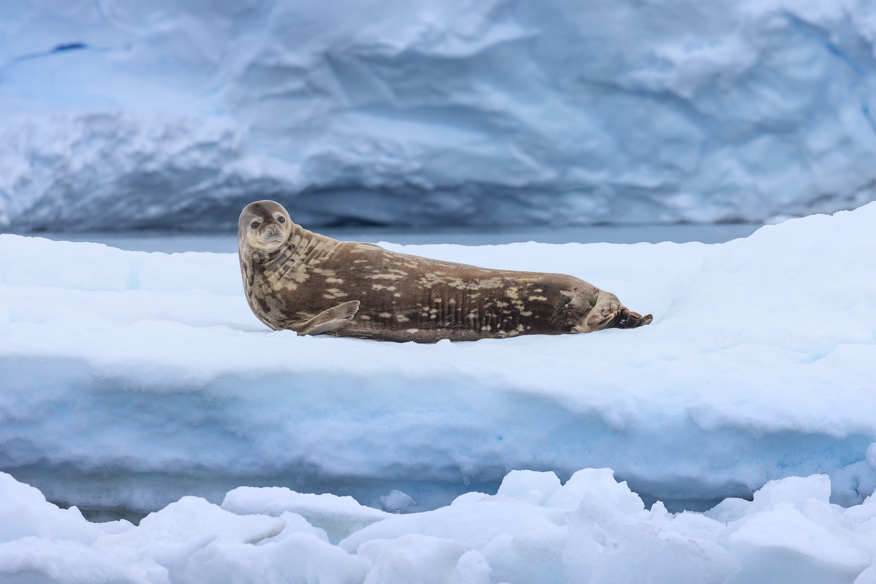 Антарктида, остров Энтерпрайз, тюлень Уэдделла на льдине