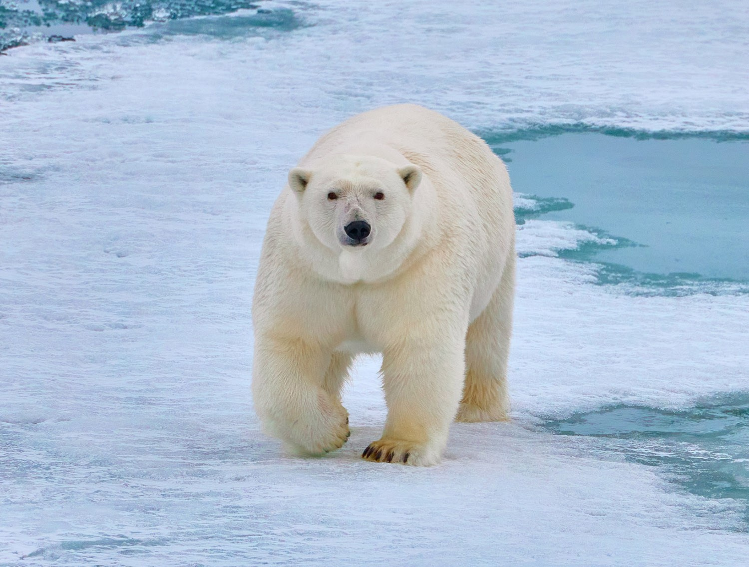 Купить уроки по фотографии. Международная онлайн-фотошкола Сергея Рожнова