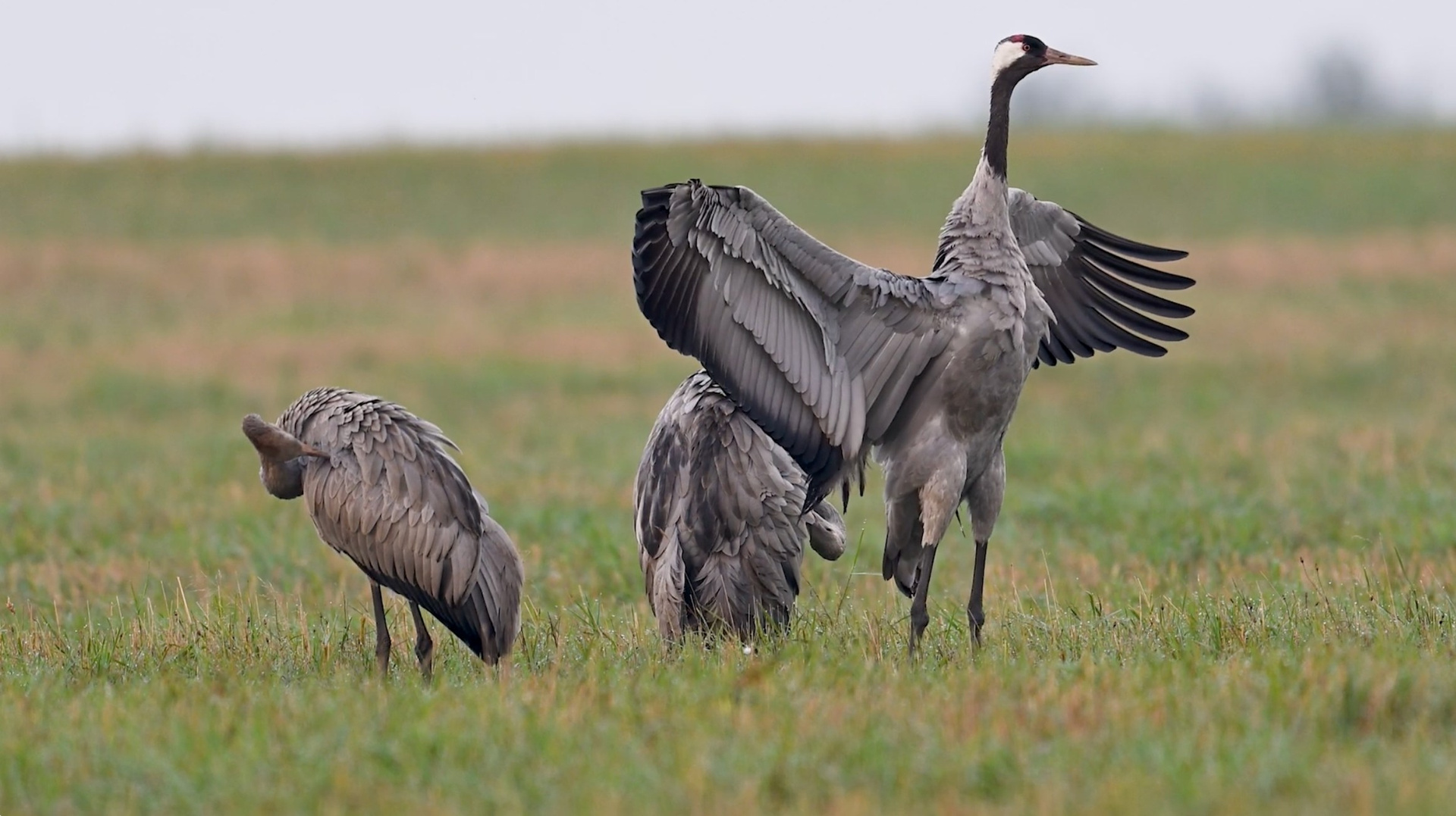 Журавли! Cranes!. Фотограф Сергей Пупонин