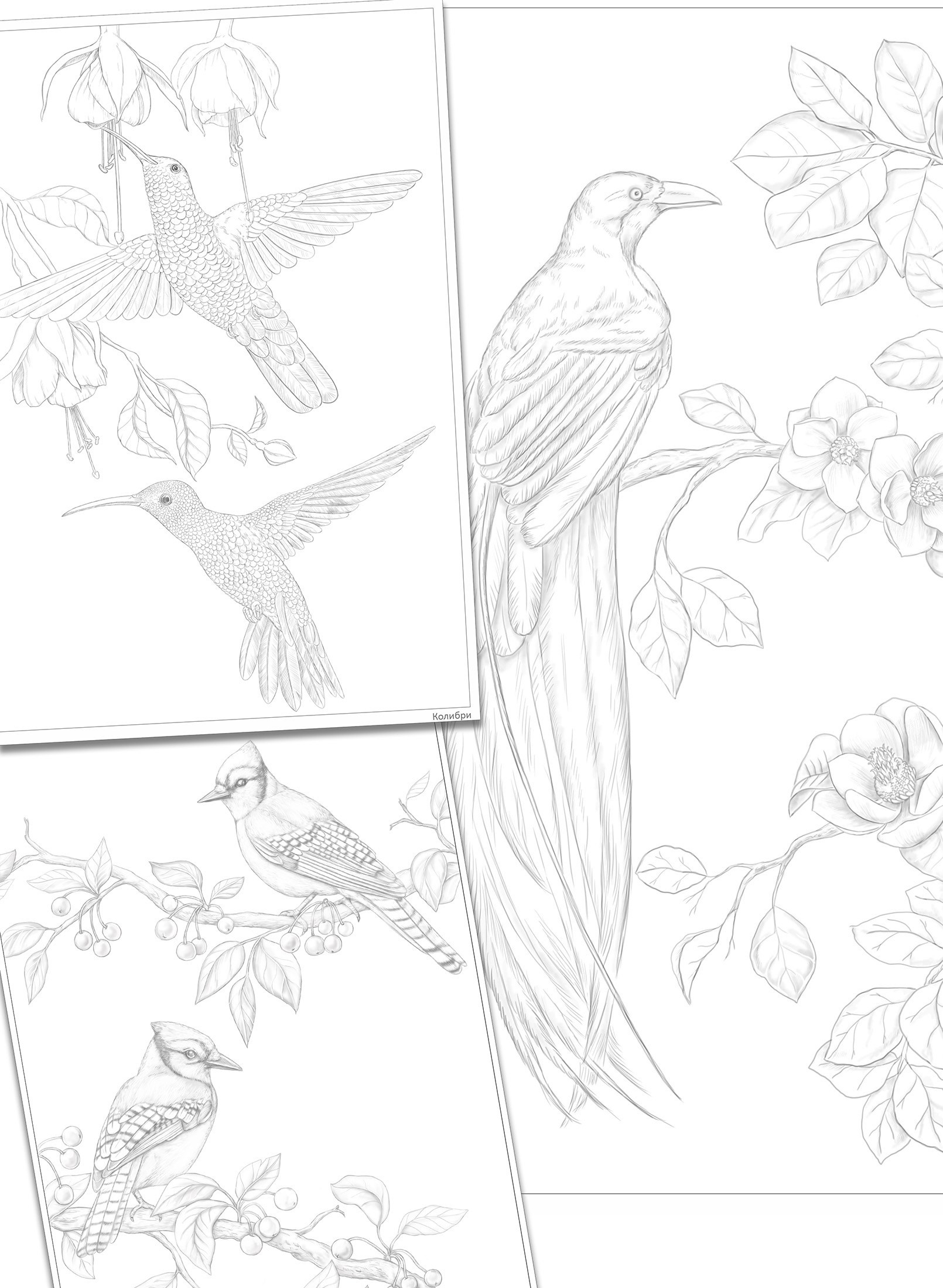 Авторская раскраска от художника Птицы. Раскраски Алёны Лазаревой