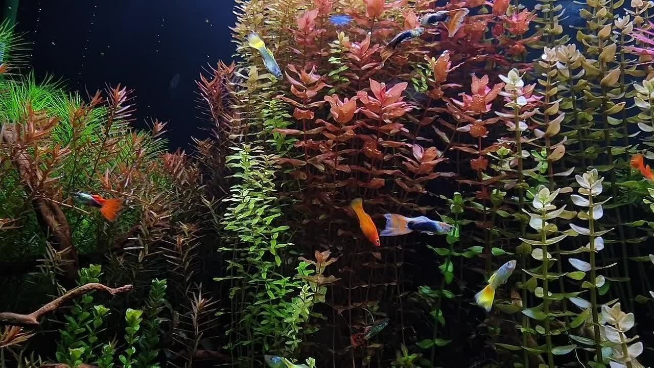 Формы жизни | ADA Галерея Москва. Аквариумист Максим Ерёмин. Aqua Maxim