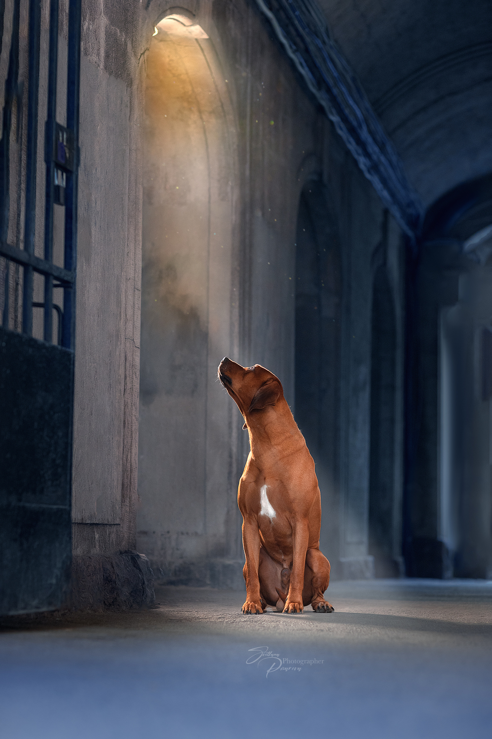 Фотограф анималист в Санкт-Петербурге Светлана Писарева