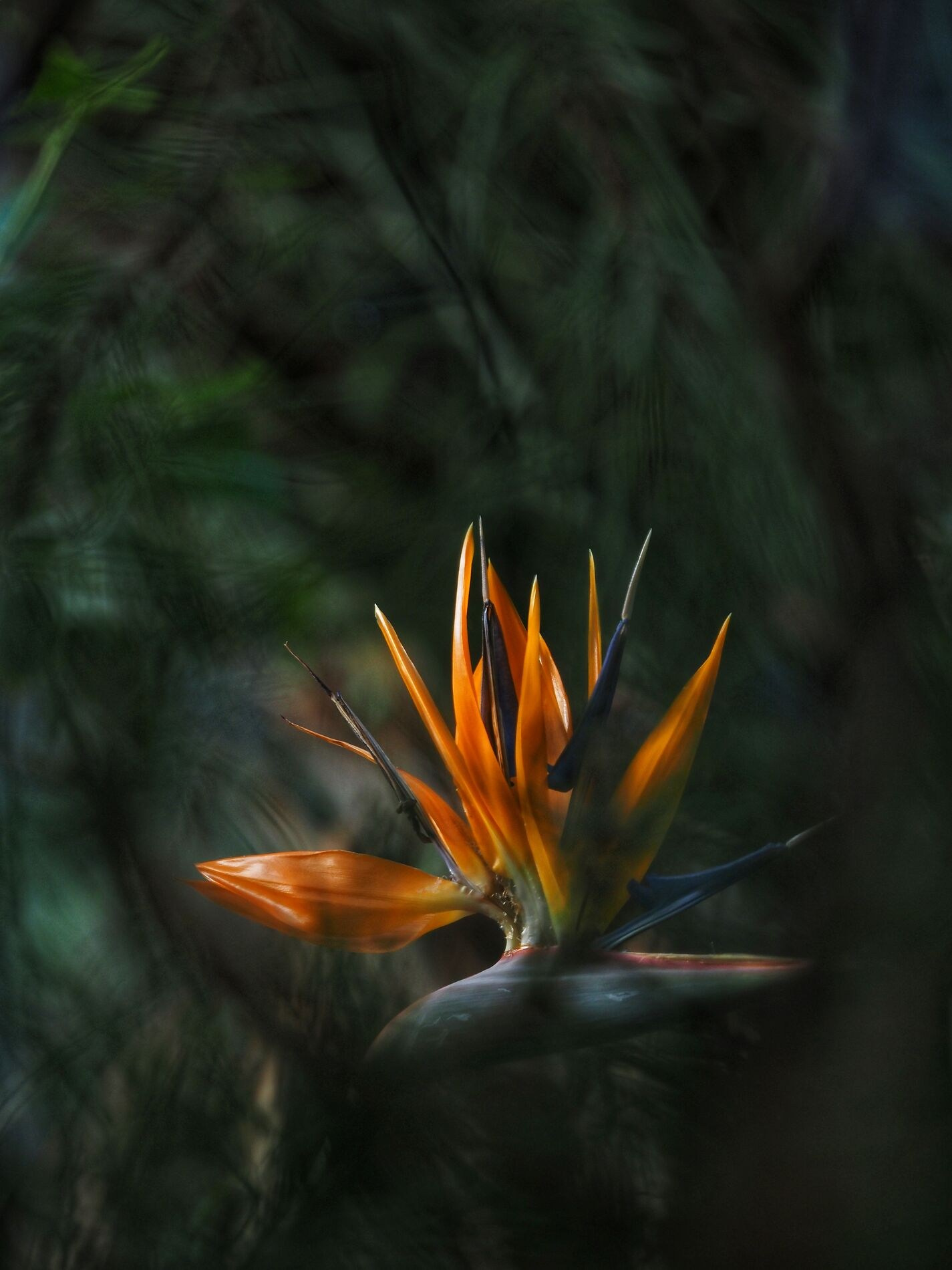 Елена Гонтаренко — художественный портрет. Фотограф в России, Семейный фотограф, репортажный фотограф, детский фотограф, портретный фотограф, контент фотограф, универсальный фотограф