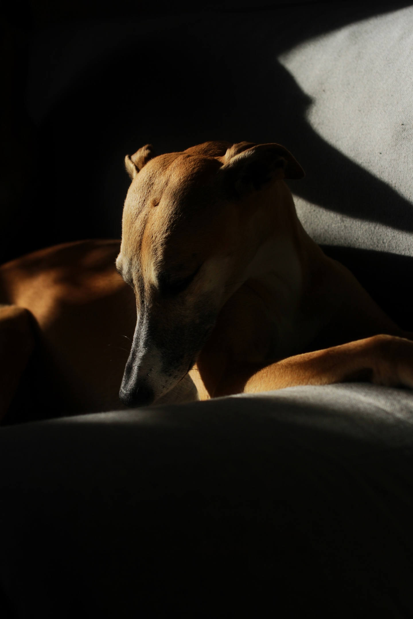 Онлайн-курс по съемке собак. Фотограф Анастасия Ветковская, Москва