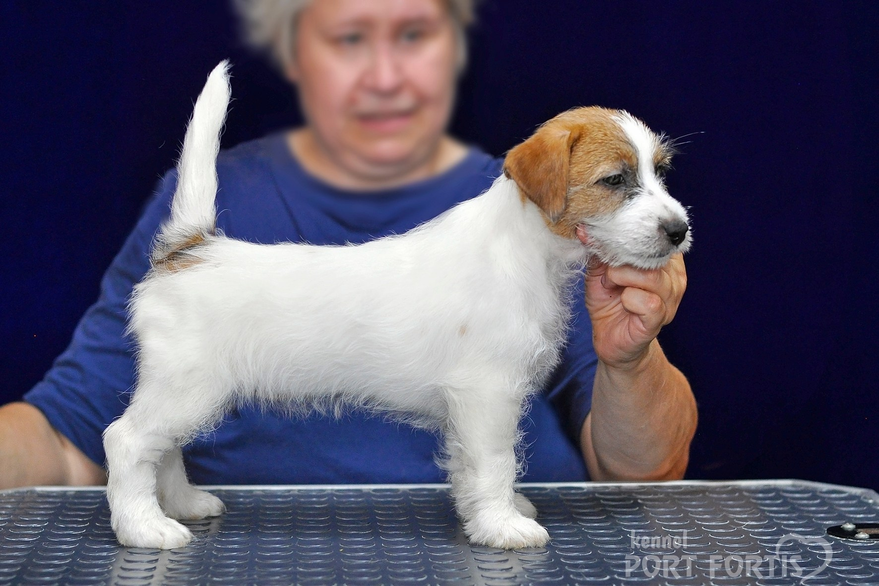 2026 Litter H female 3. Щенки джек рассел терьера, питомник РКФ, питомник джек рассел терьеров, питомник Порт Фортис, kennel PORT FORTIS
