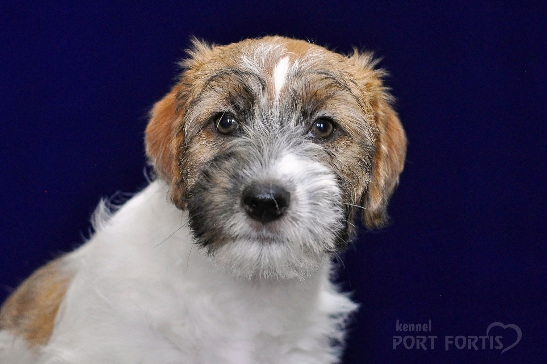 2026 Litter H female 1. Щенки джек рассел терьера, питомник РКФ, питомник джек рассел терьеров, питомник Порт Фортис, kennel PORT FORTIS