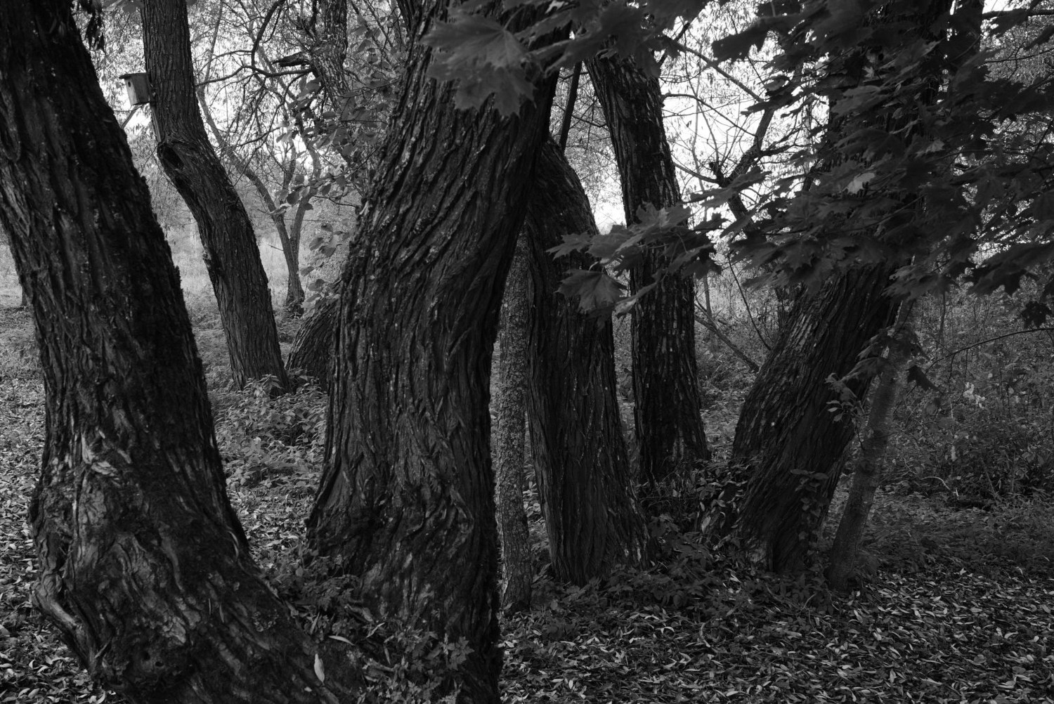 Непокорённая земля. Пылина Ирина — современная фотография