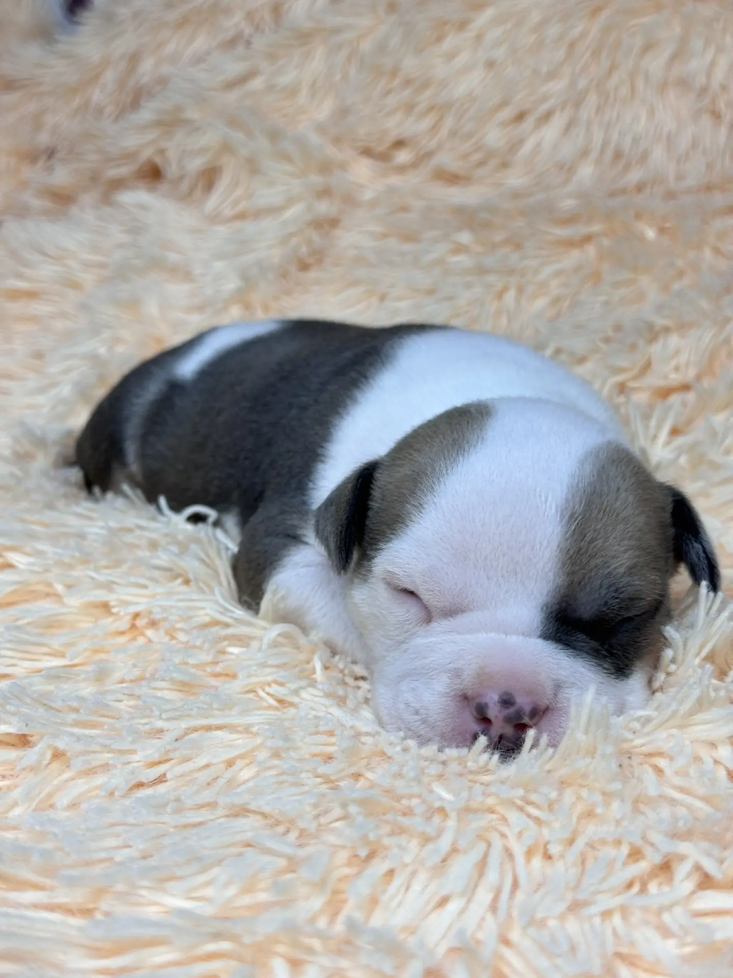 Все свободные щенки. Американский Булли в г. Ростов-на-Дону. Питомник THE POWER OF SIBERIA