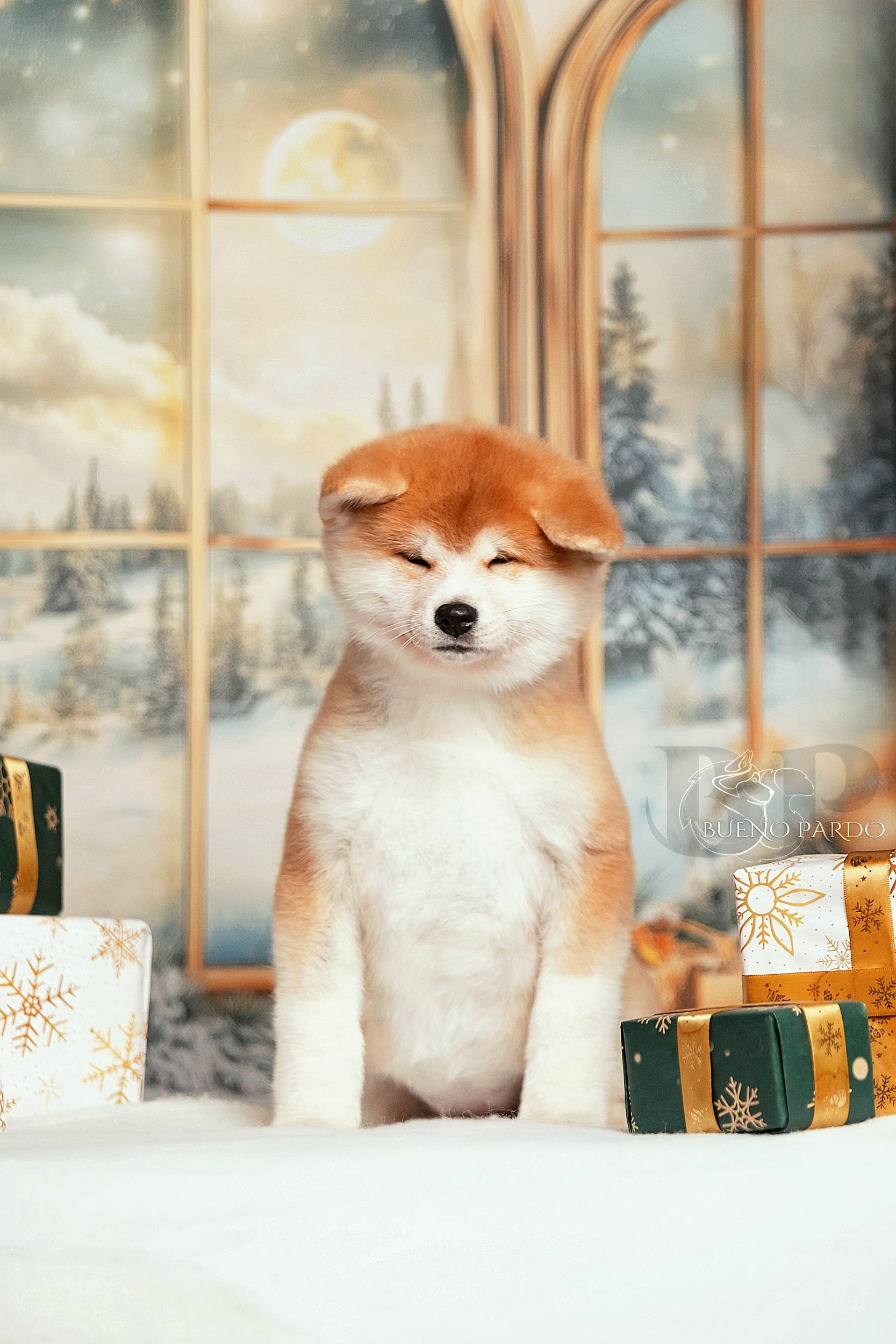 Щенки японской акита ину из питомника. Питомник собак Акита, Хаски, Корги