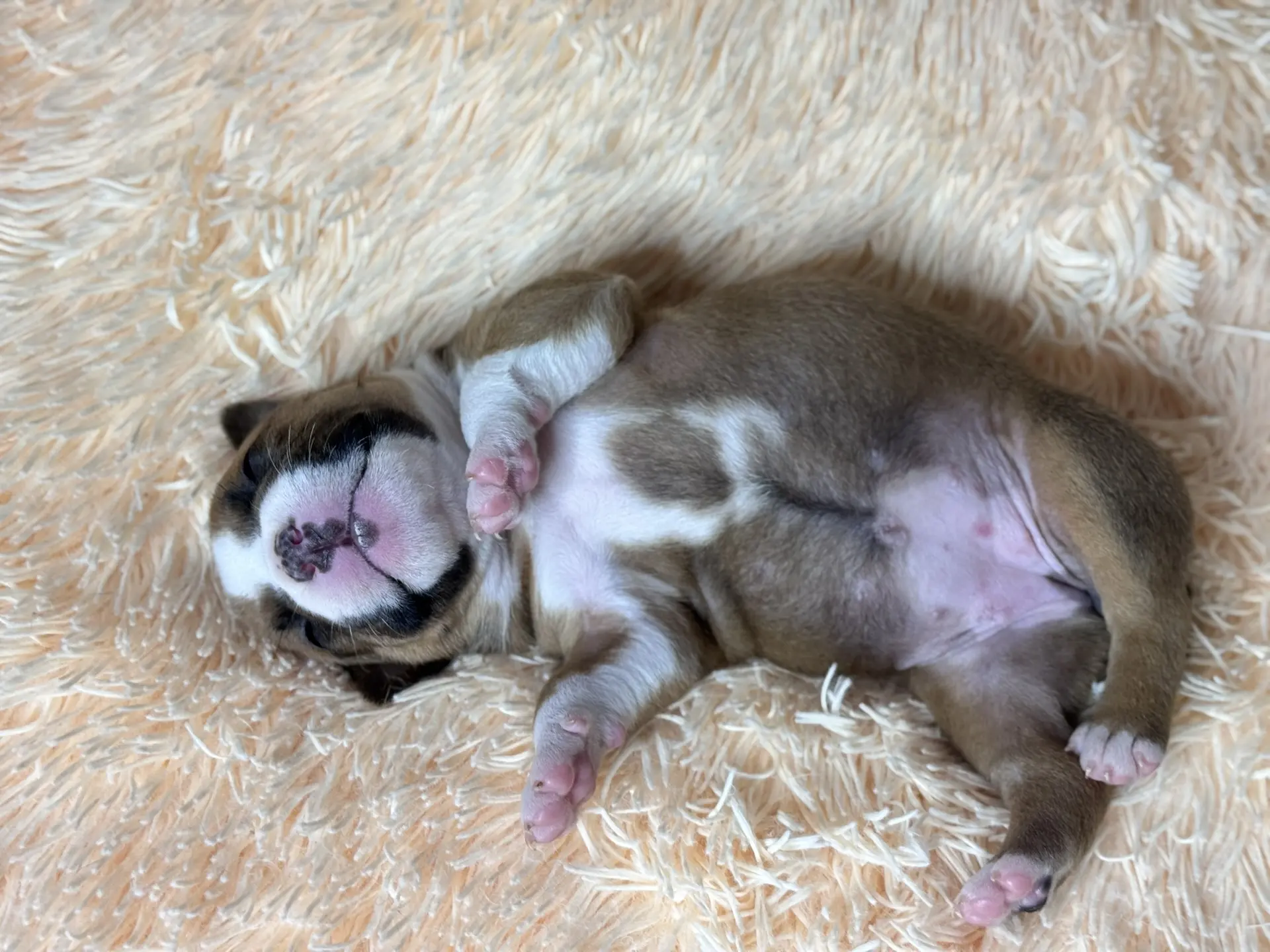 Все свободные щенки. Американский Булли в г. Ростов-на-Дону. Питомник THE POWER OF SIBERIA